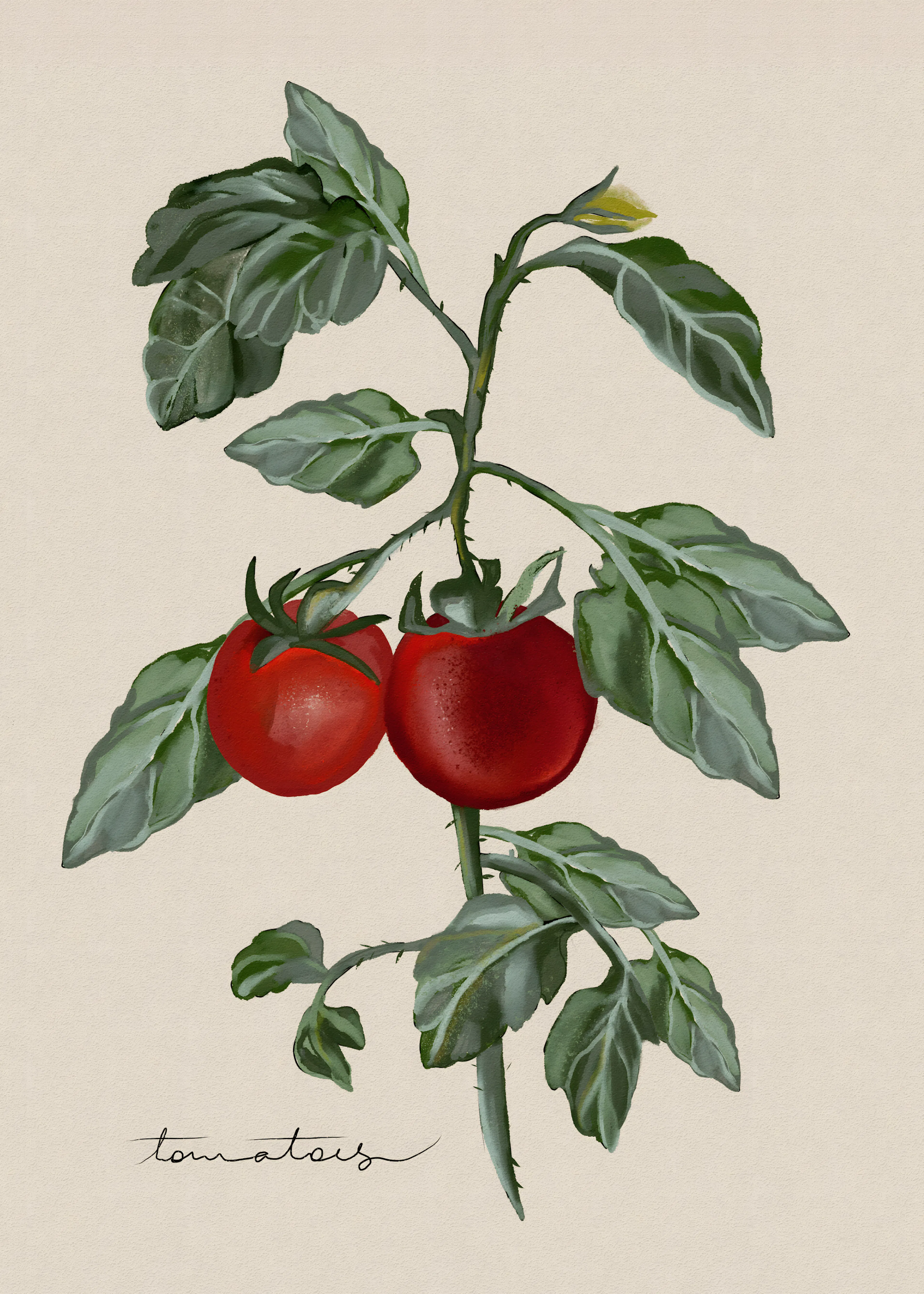 Tomato Plant Poster 0