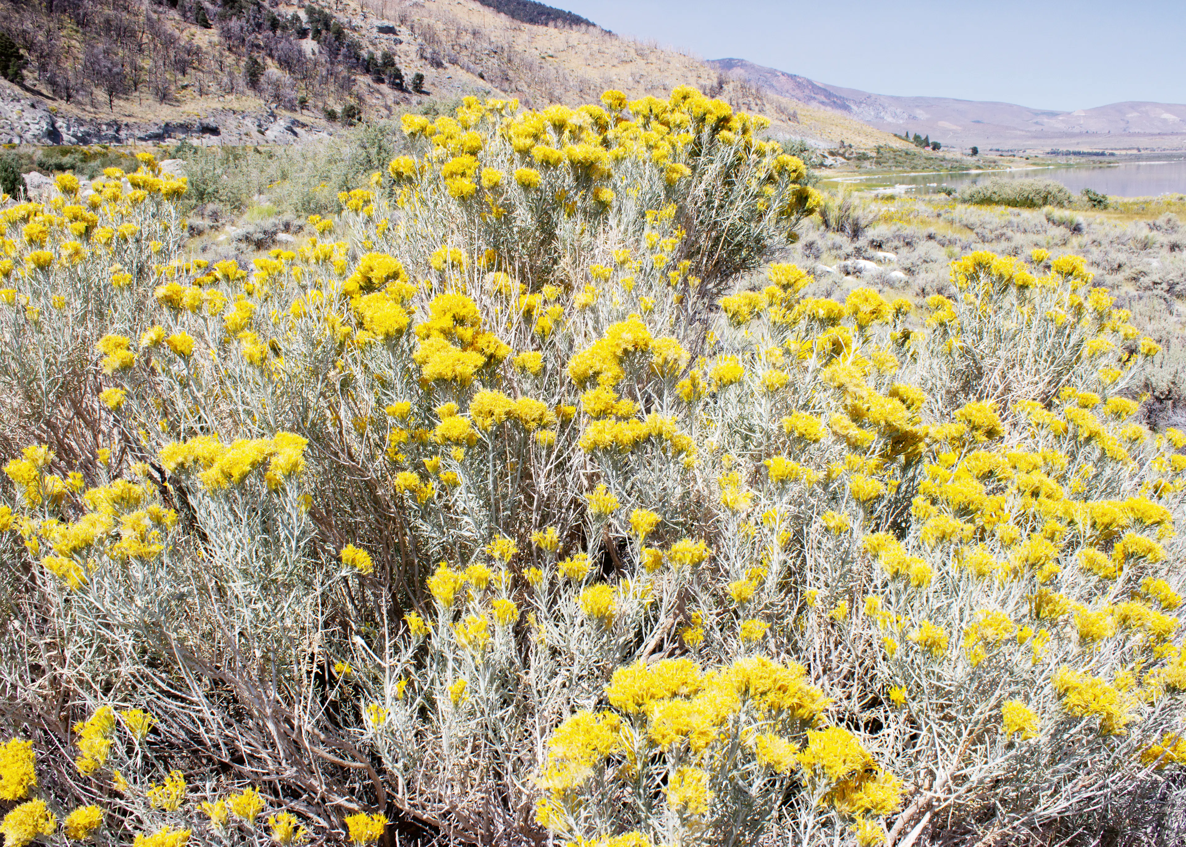 Desert Wildflowers Poster 0