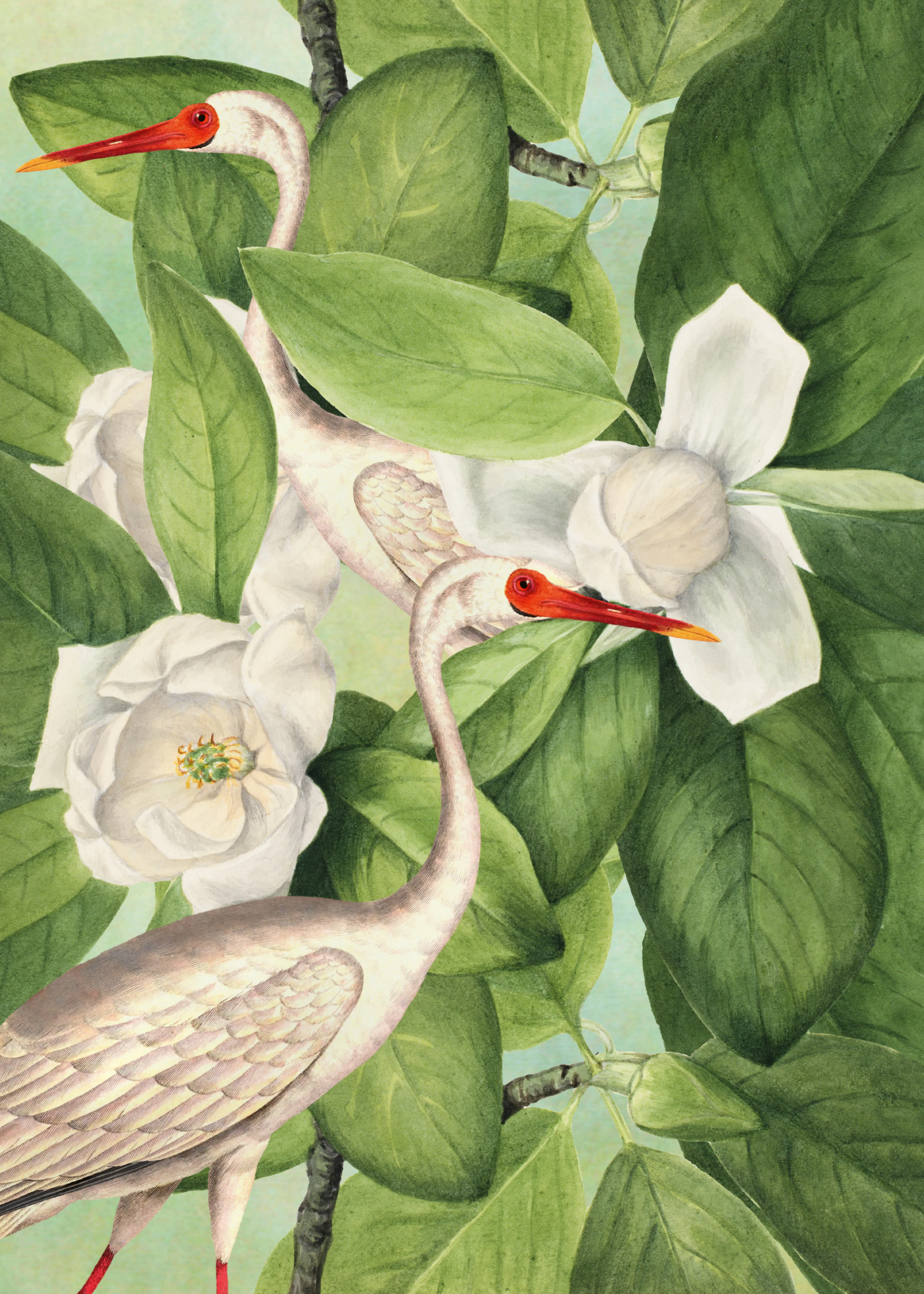Magnolias y Garzas Póster 0