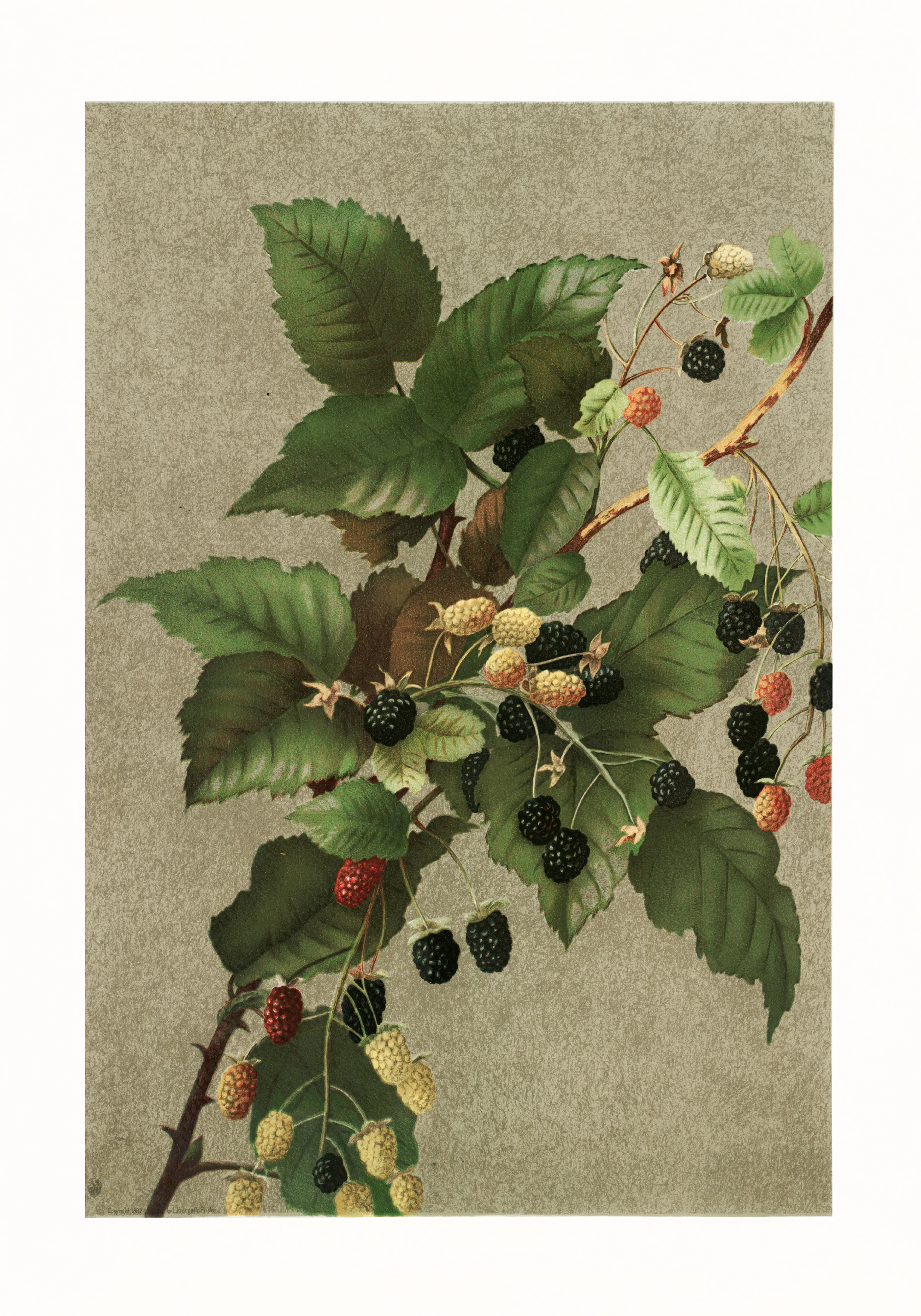 Product image: 1