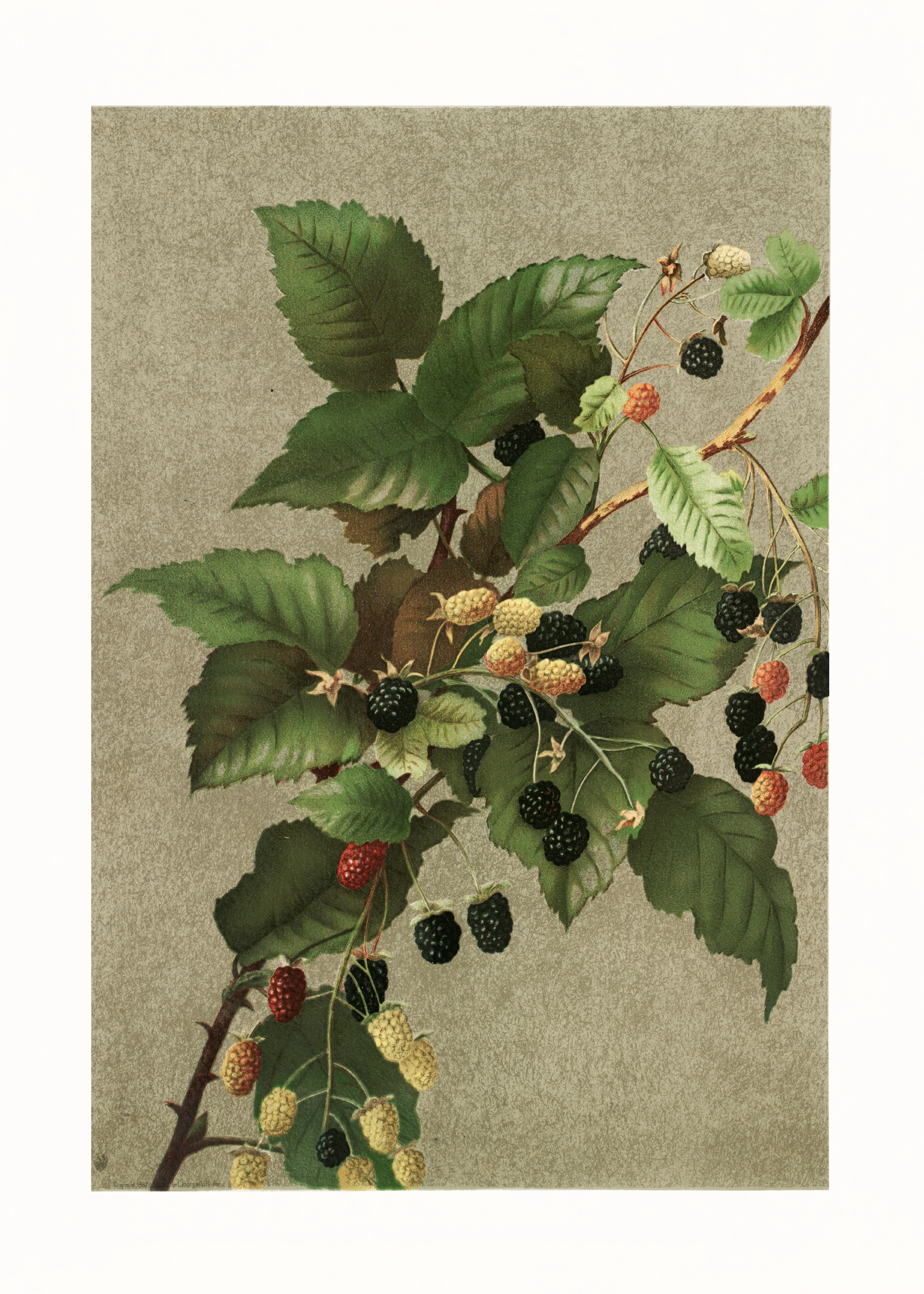 Wild Berries Poster 0