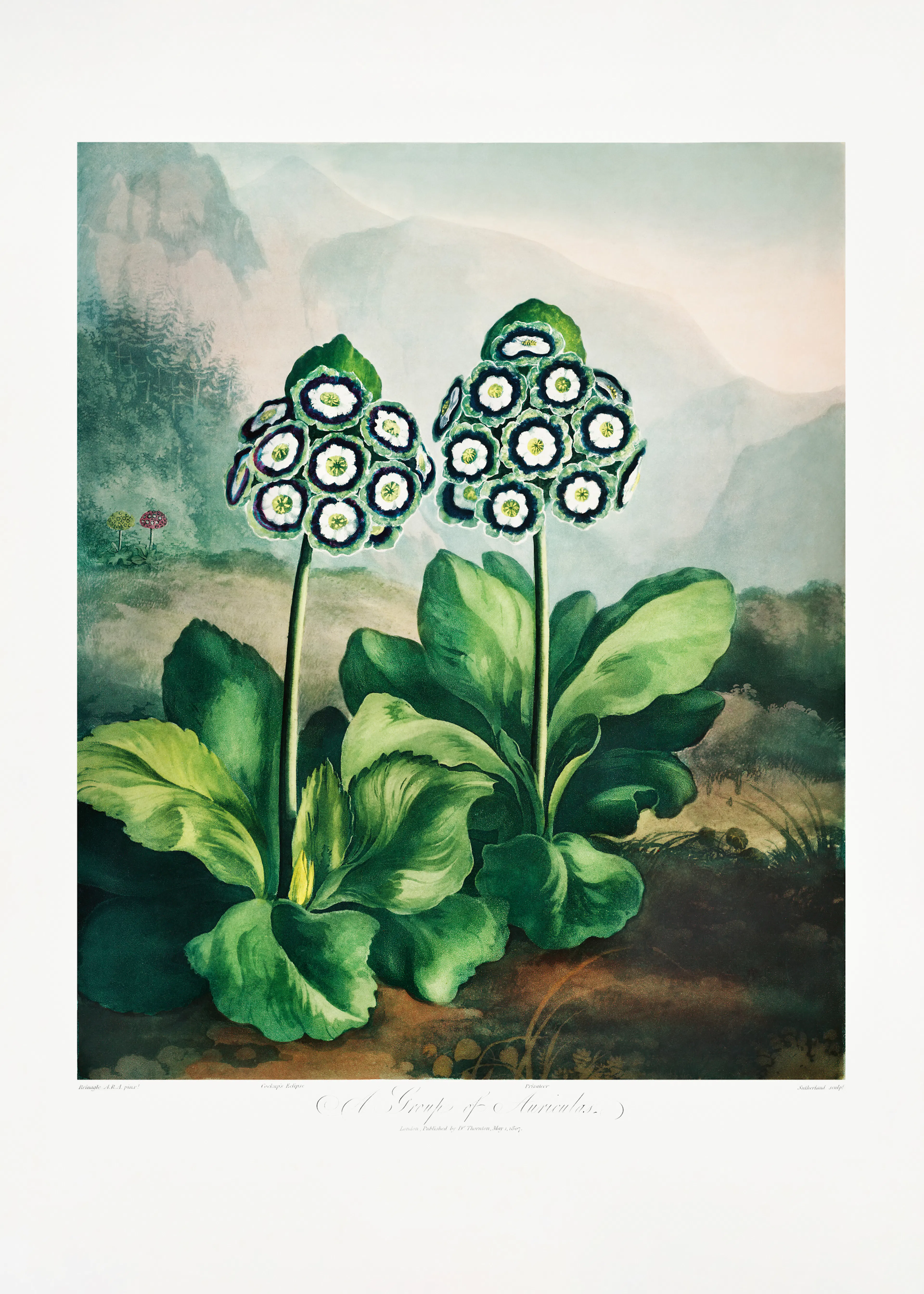 Mystic Flora Poster 0