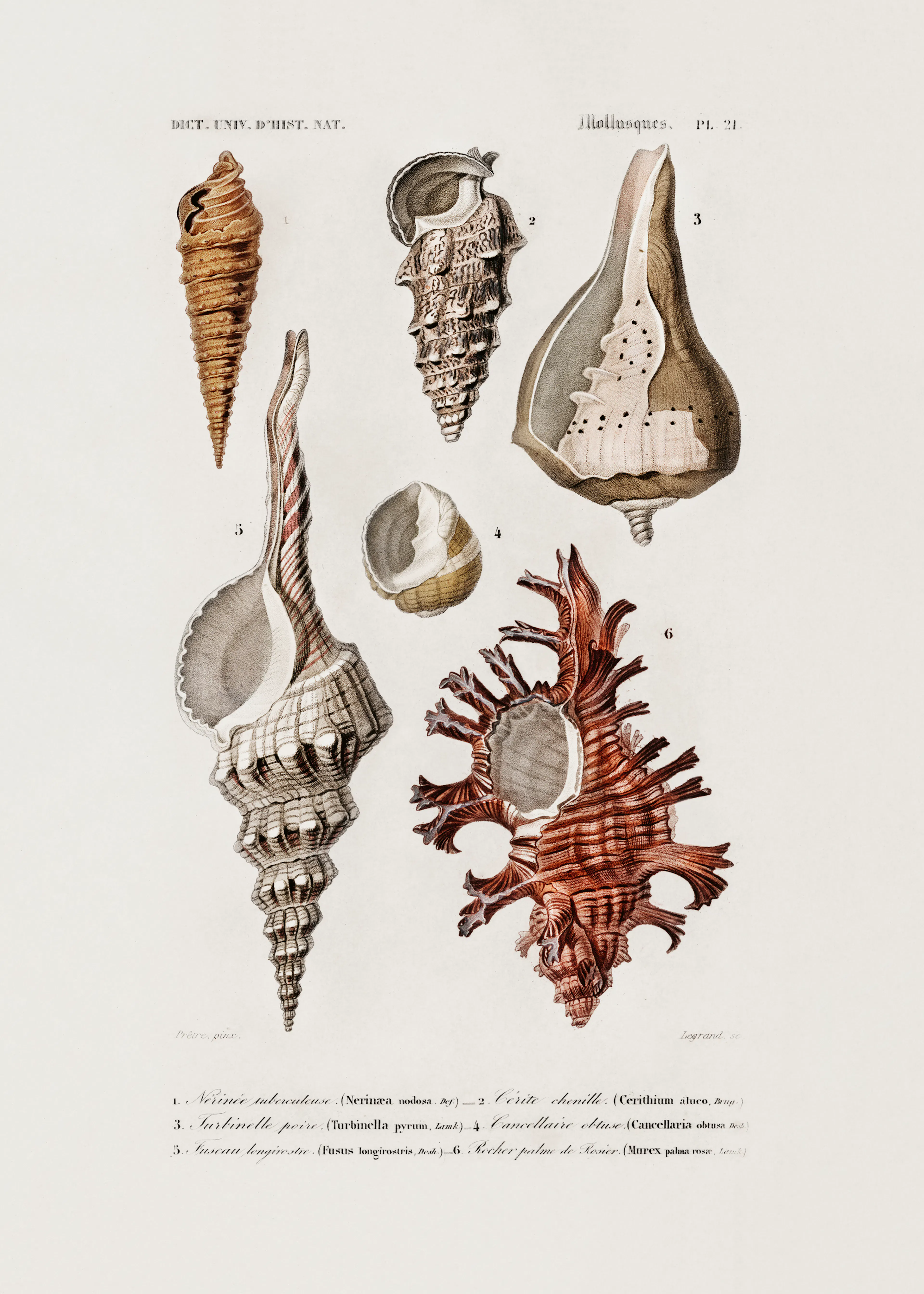 Vintage Seashells Poster 0