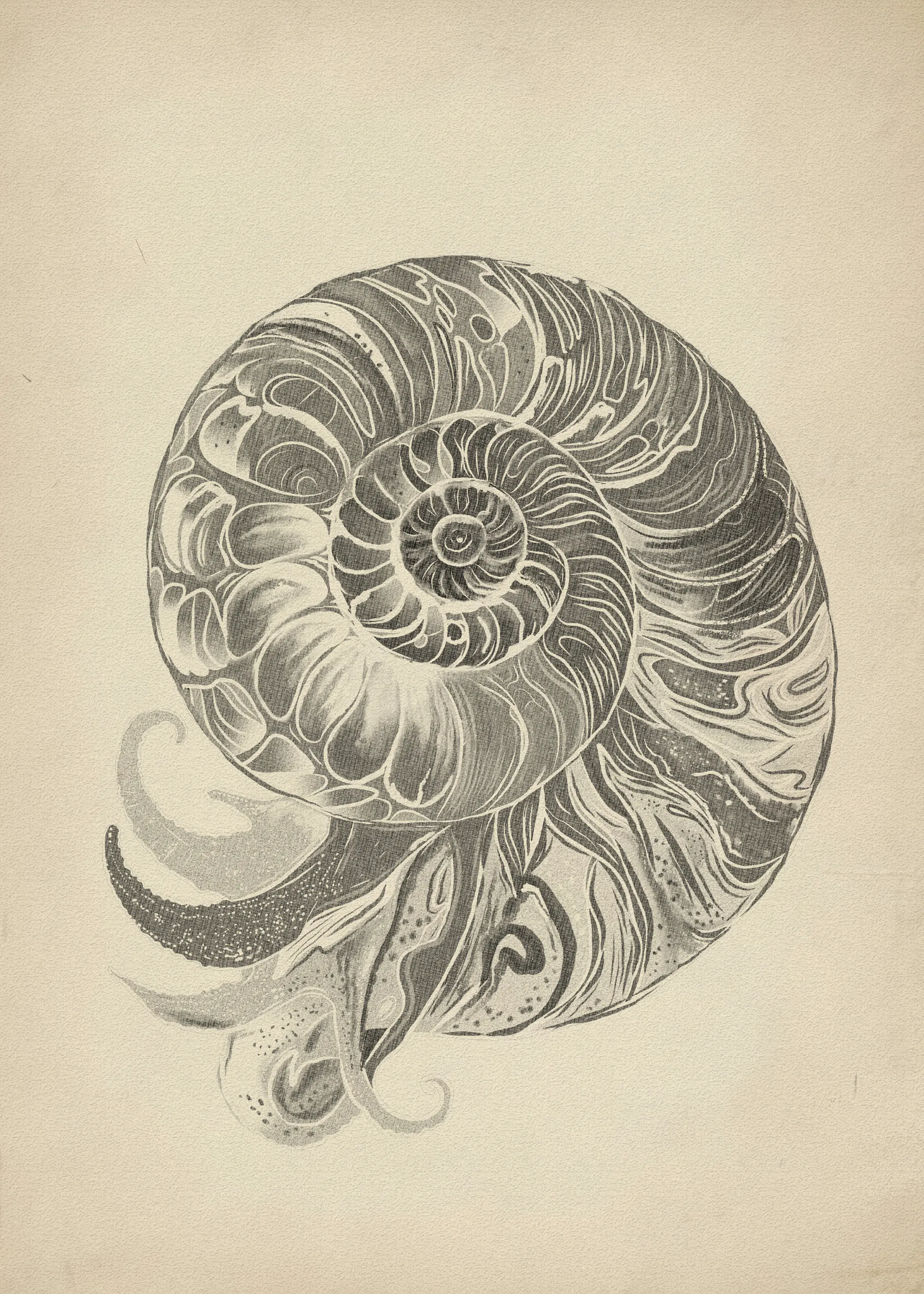 Beige Nautilus Shell Poster 0
