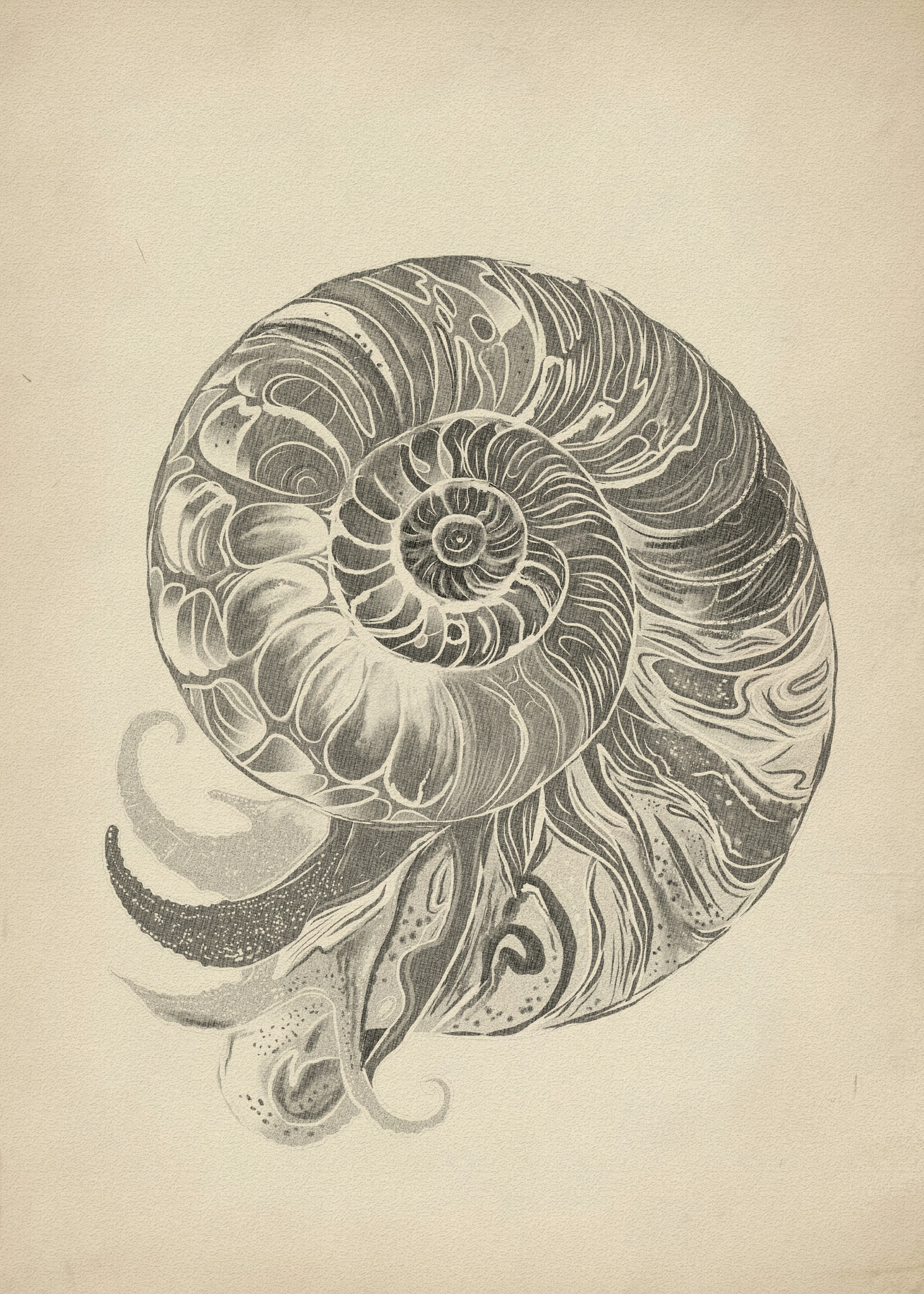 Beige Nautilus Shell Poster 0