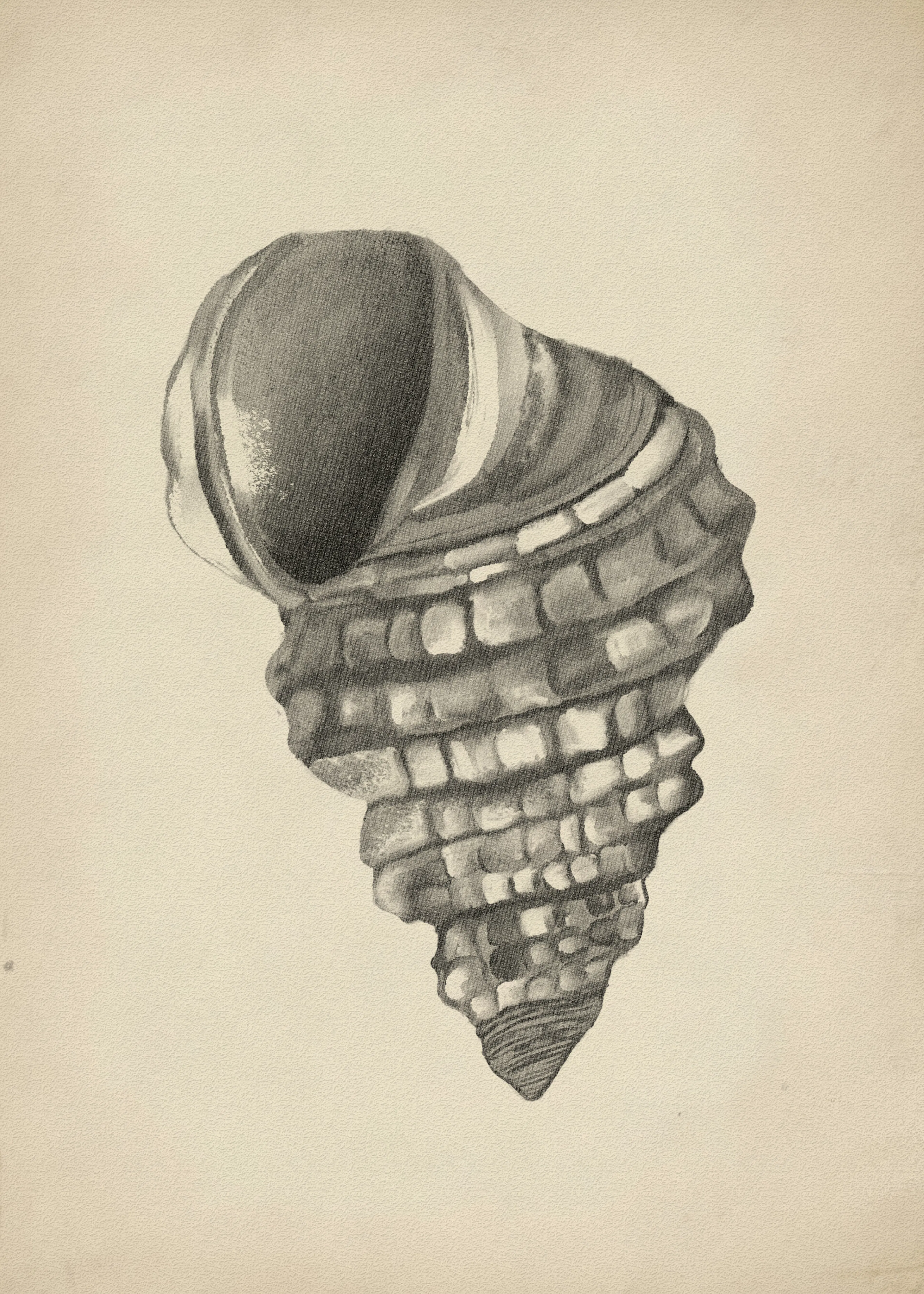 Spiral Shell Poster 0