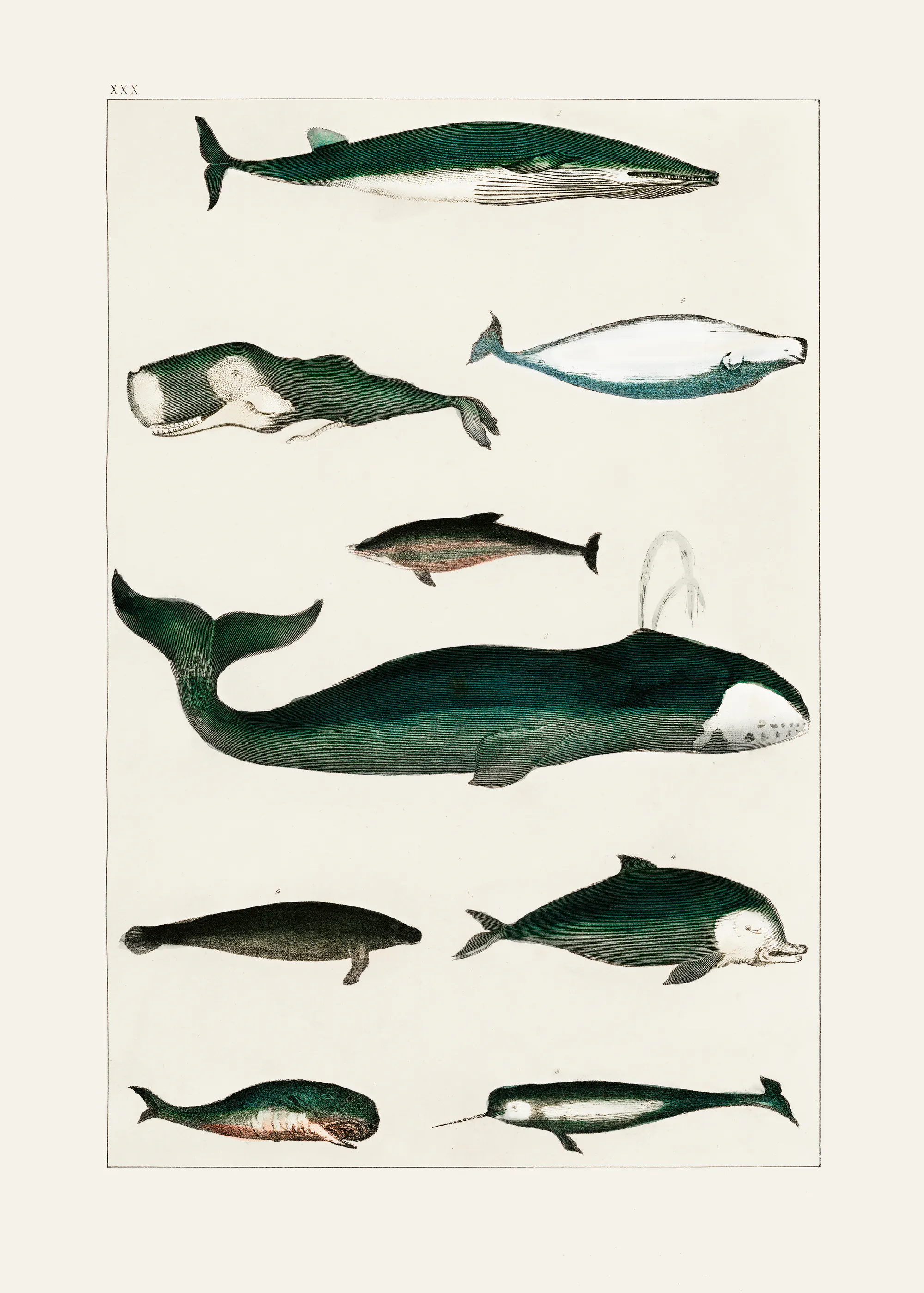 Espèces de Baleines Poster 0