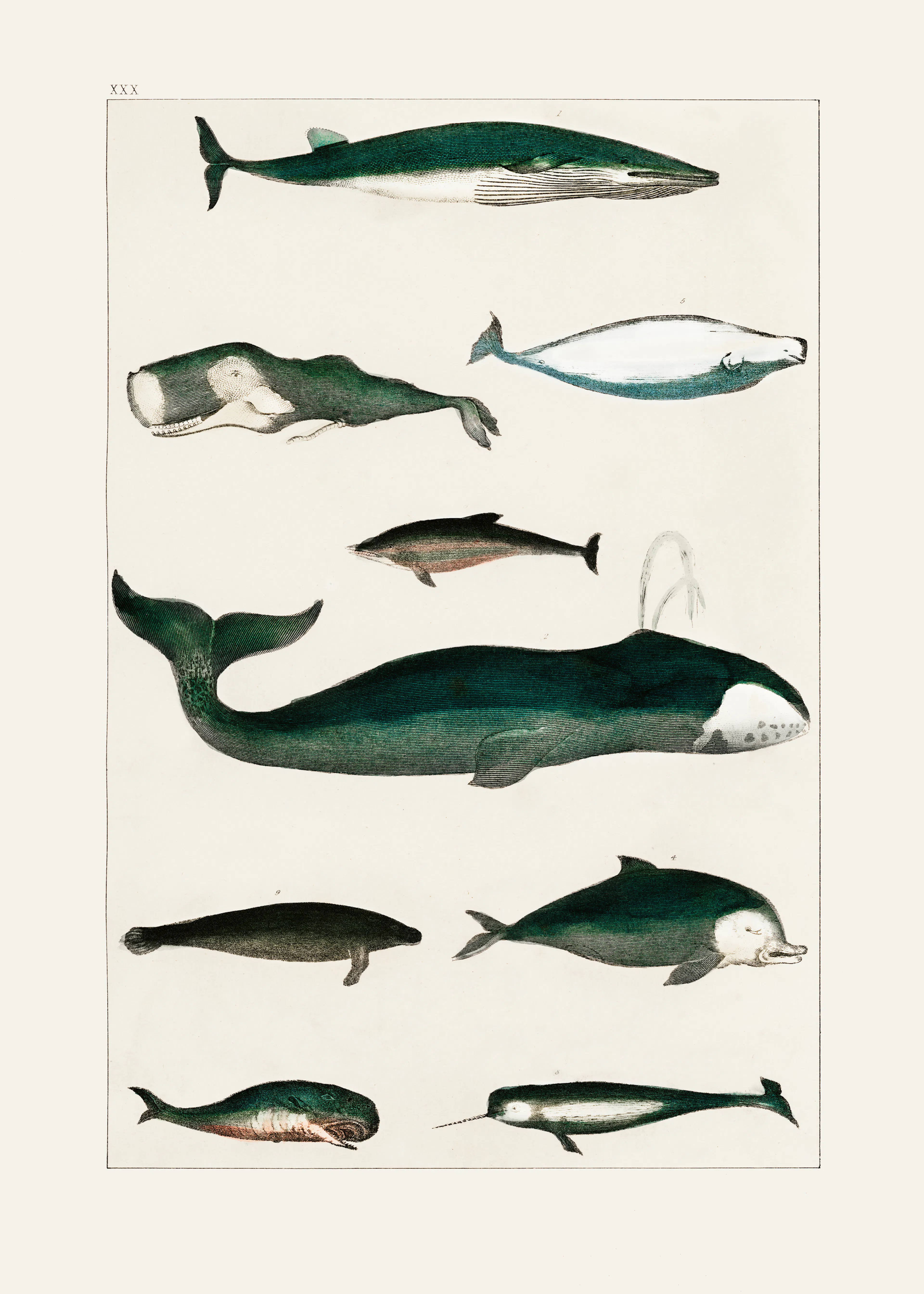 Whale Species Poster 0