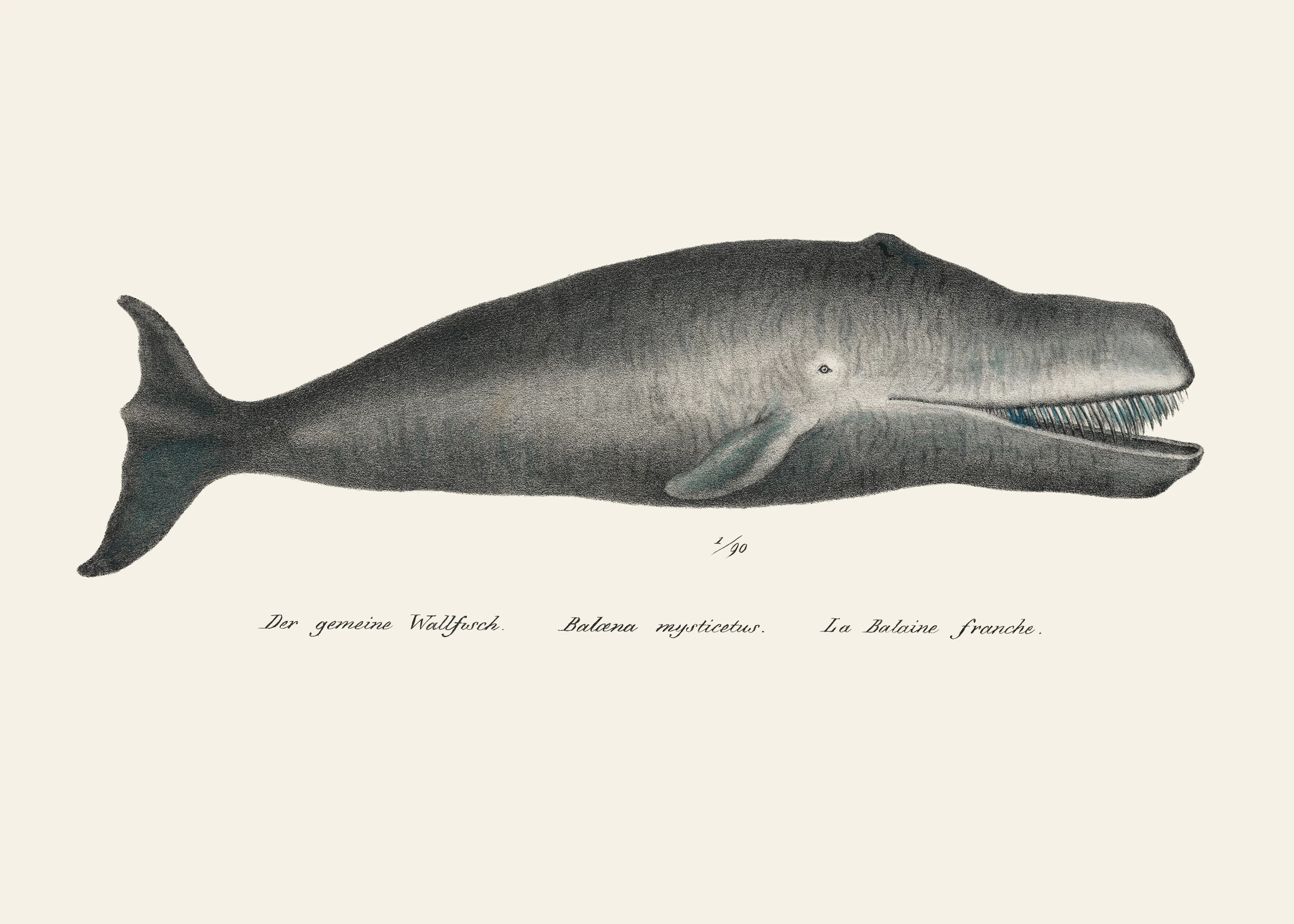 Giant Sperm Whale Poster 0