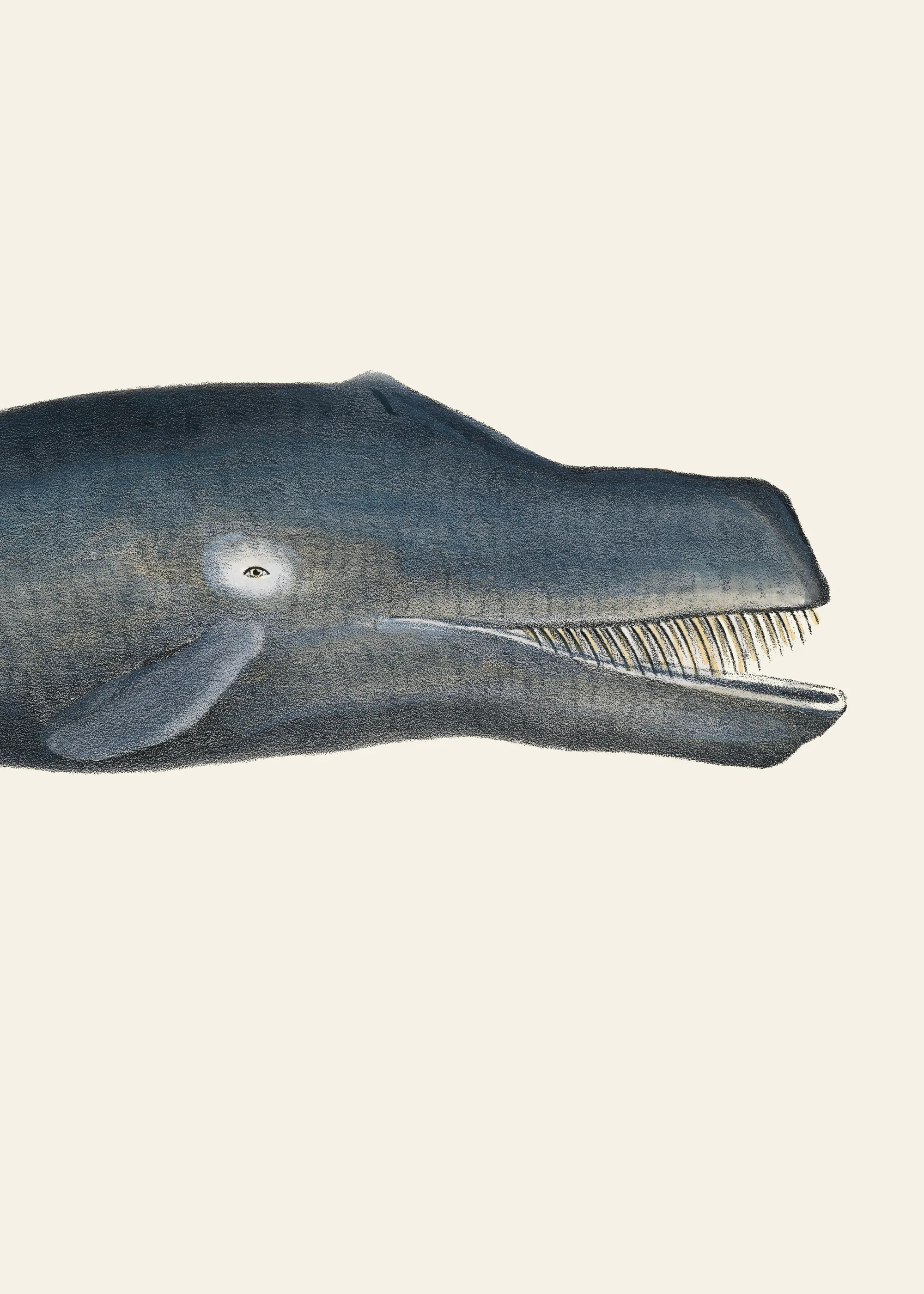 Prehistoric Marine Giant Poster 0