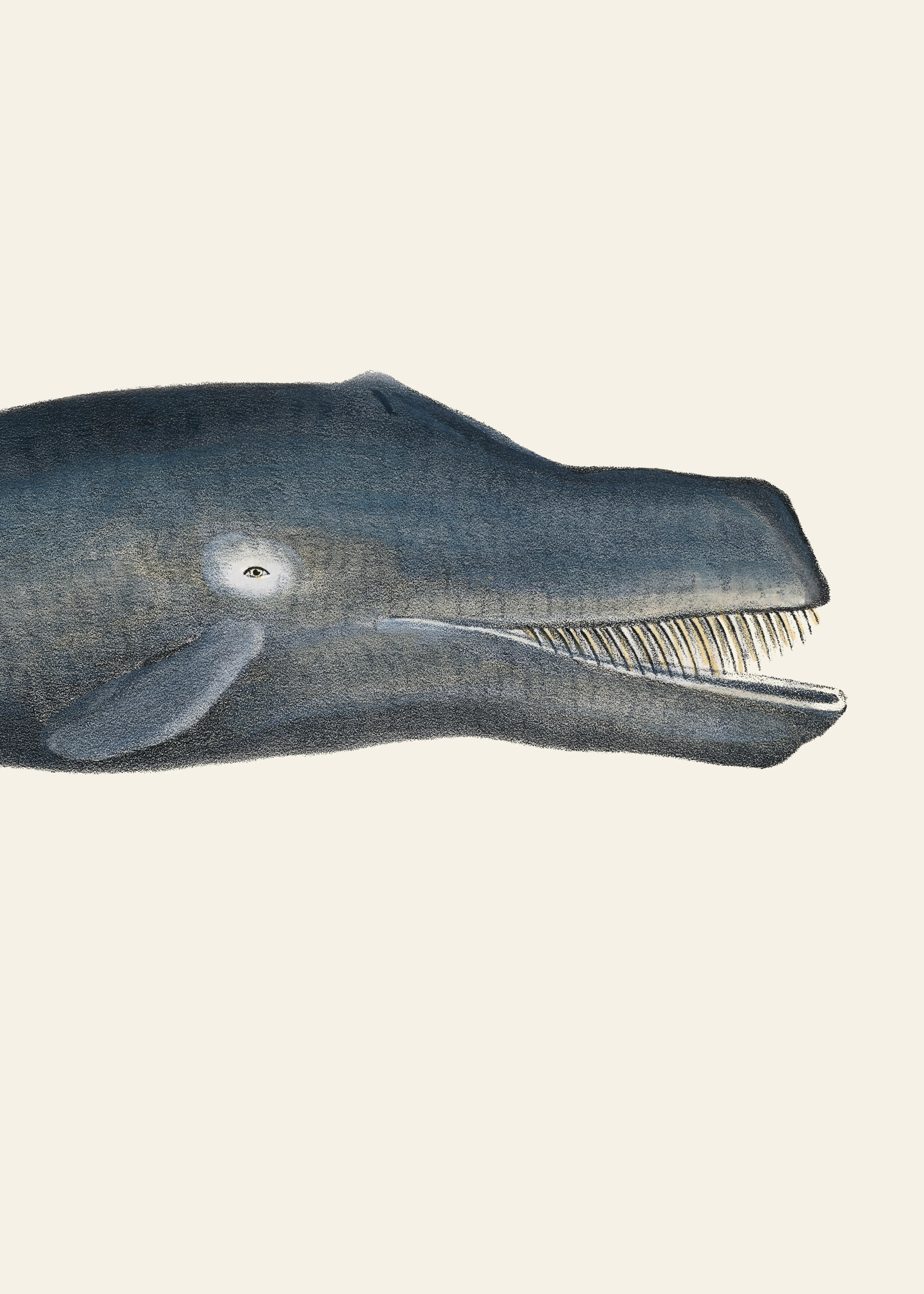 Prehistoric Marine Giant Poster 0