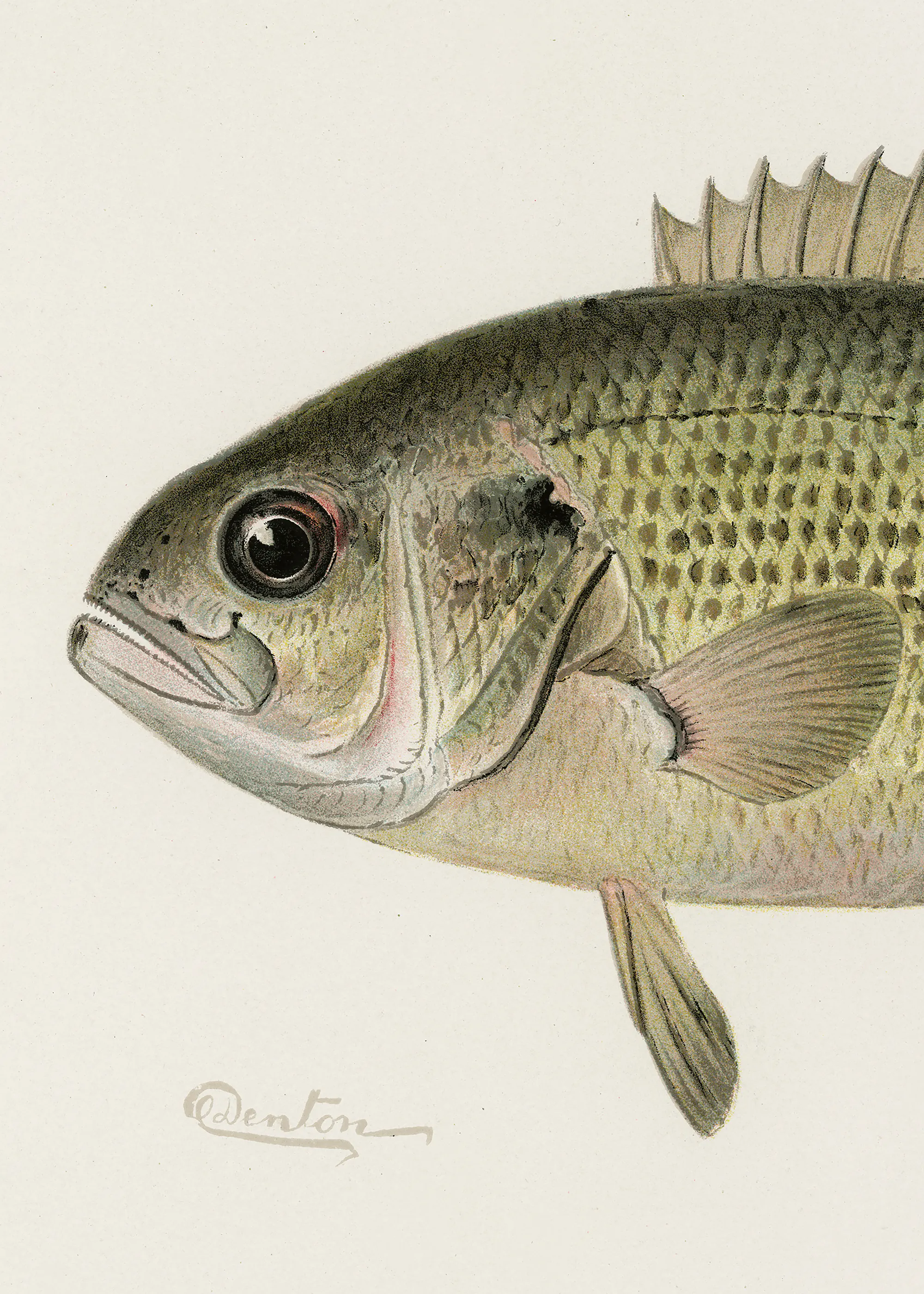 Green Vintage Fish Poster 0