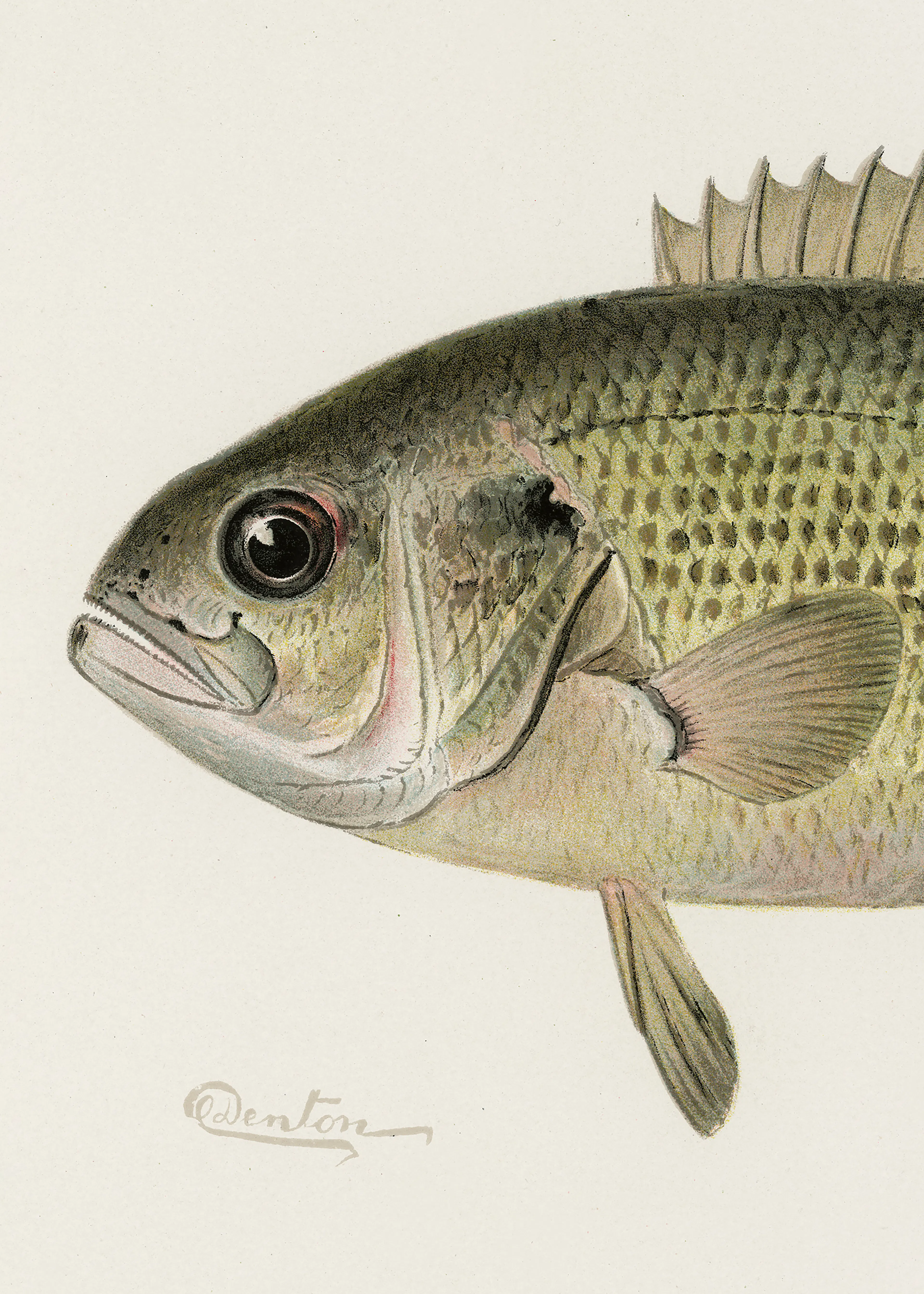 Green Vintage Fish Poster 0