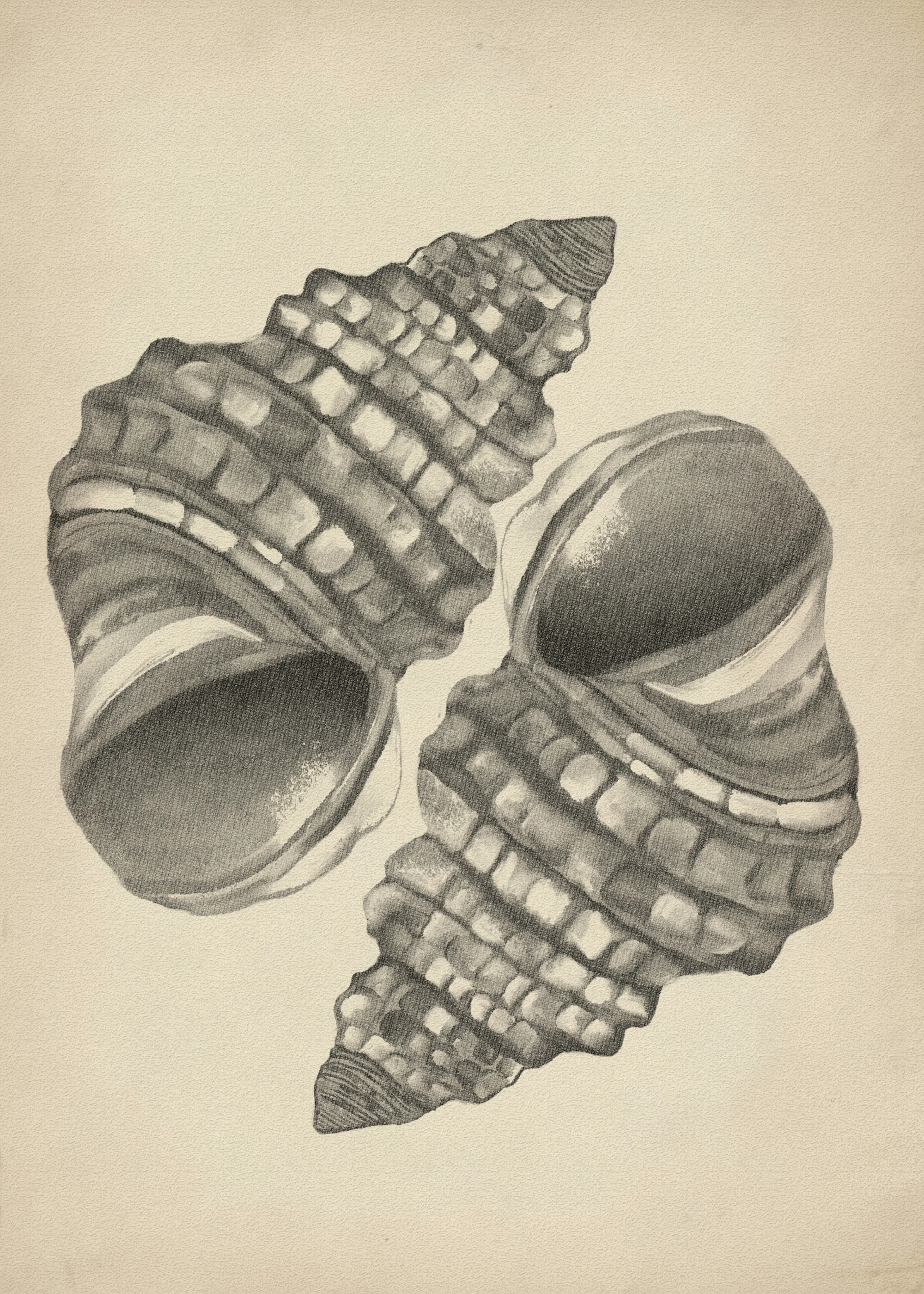 Timeless Shells Poster 0