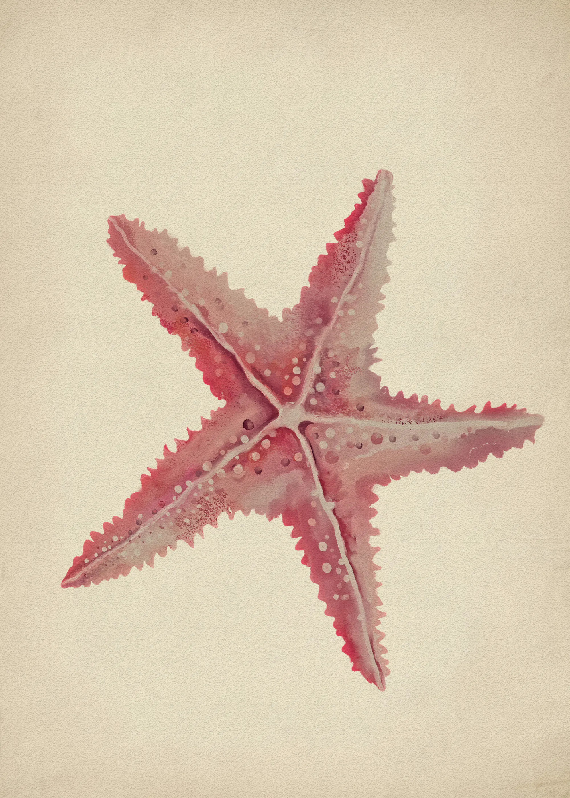 Beauté Étoile de Mer Poster 0