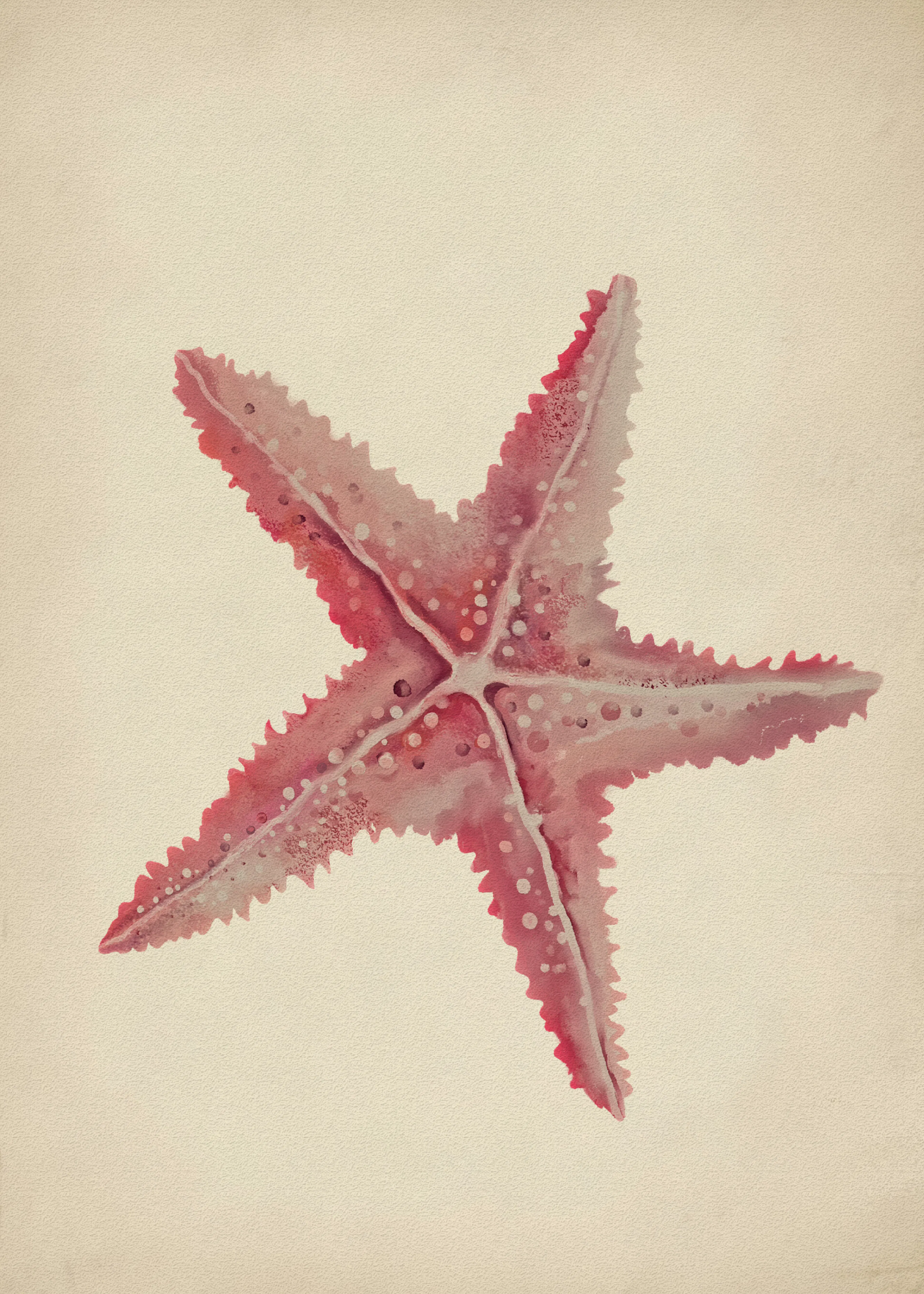 Starfish Beauty Poster 0