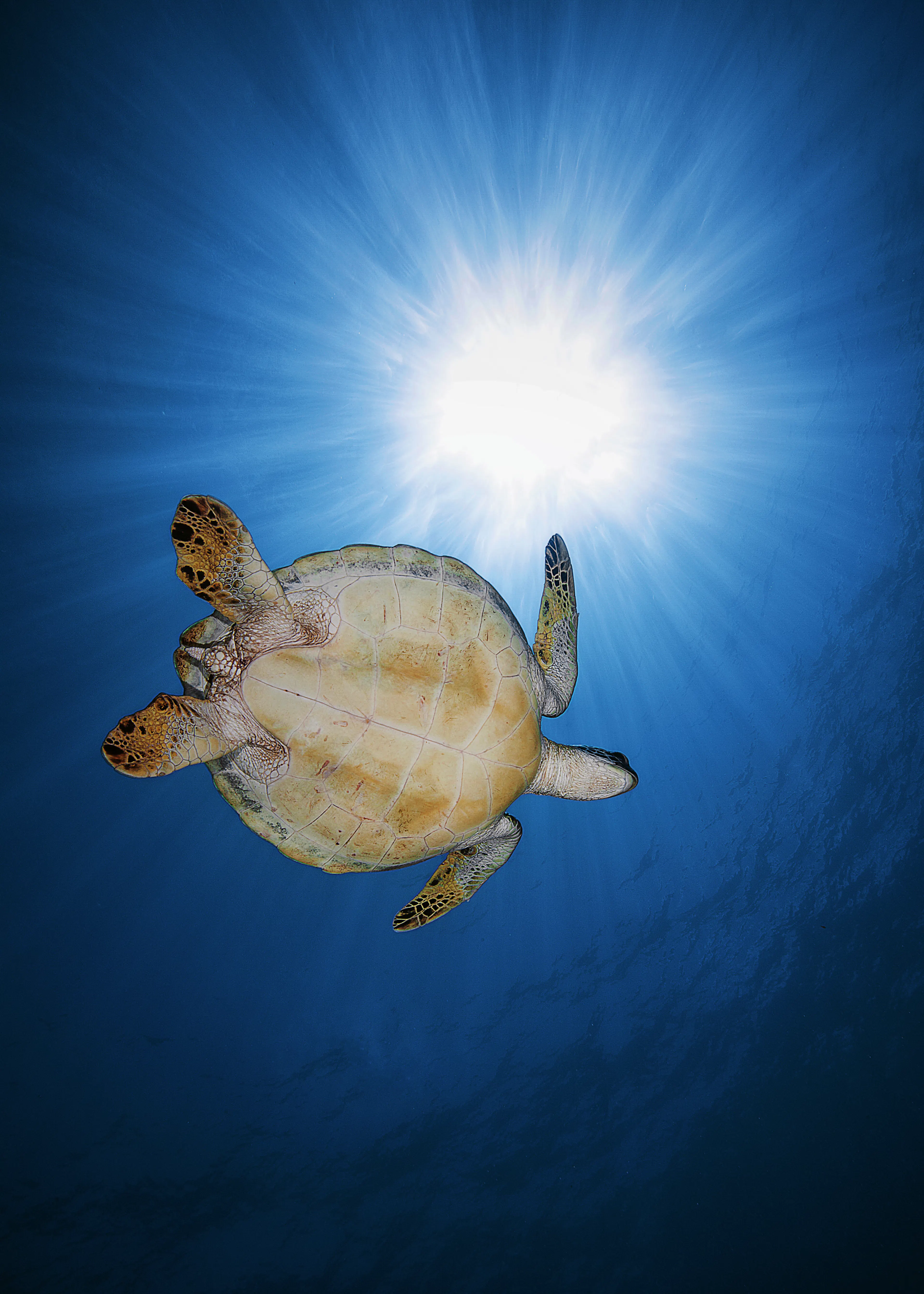 Ocean Turtle Poster 0