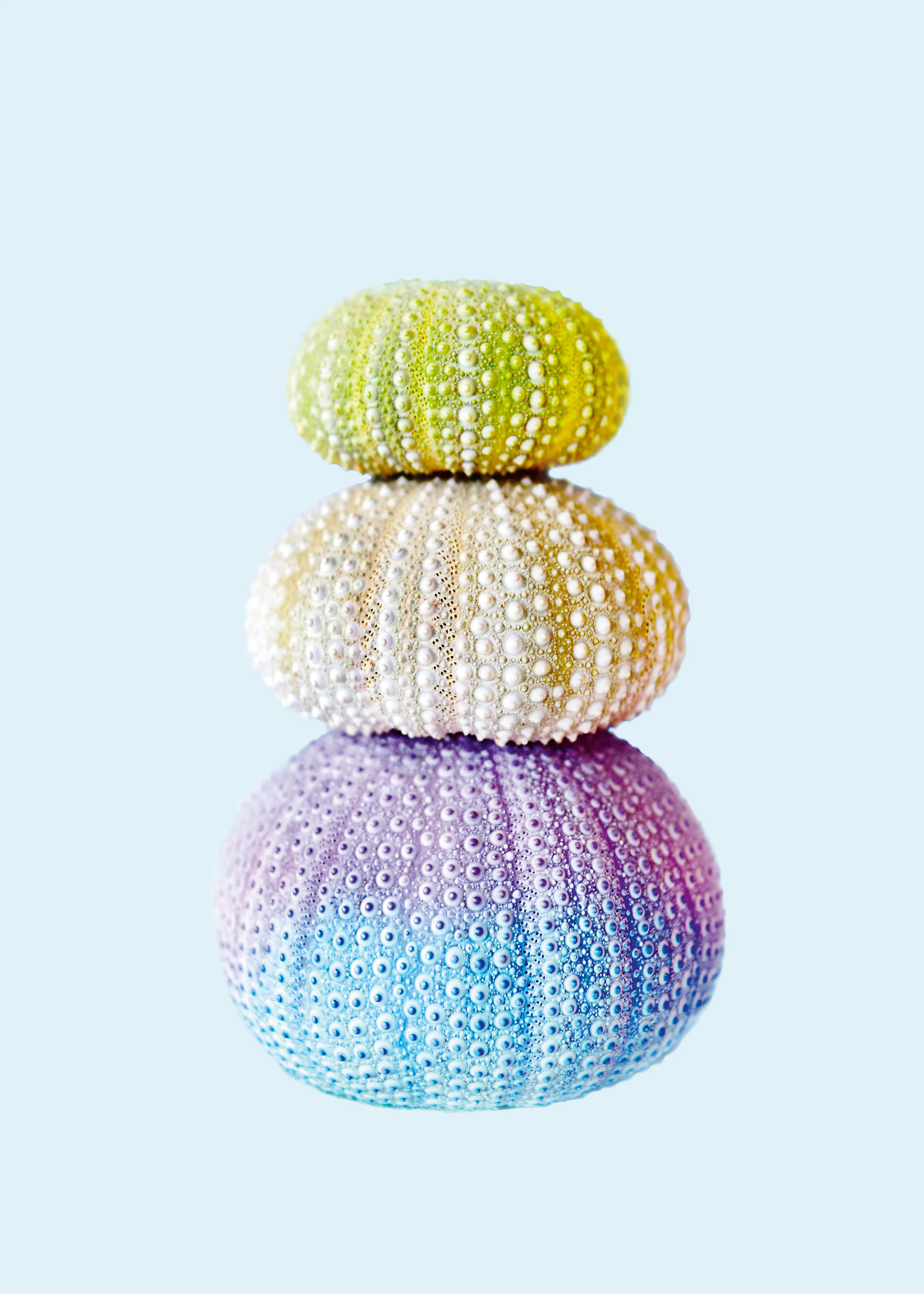 Pastel Sea Urchins Poster 0