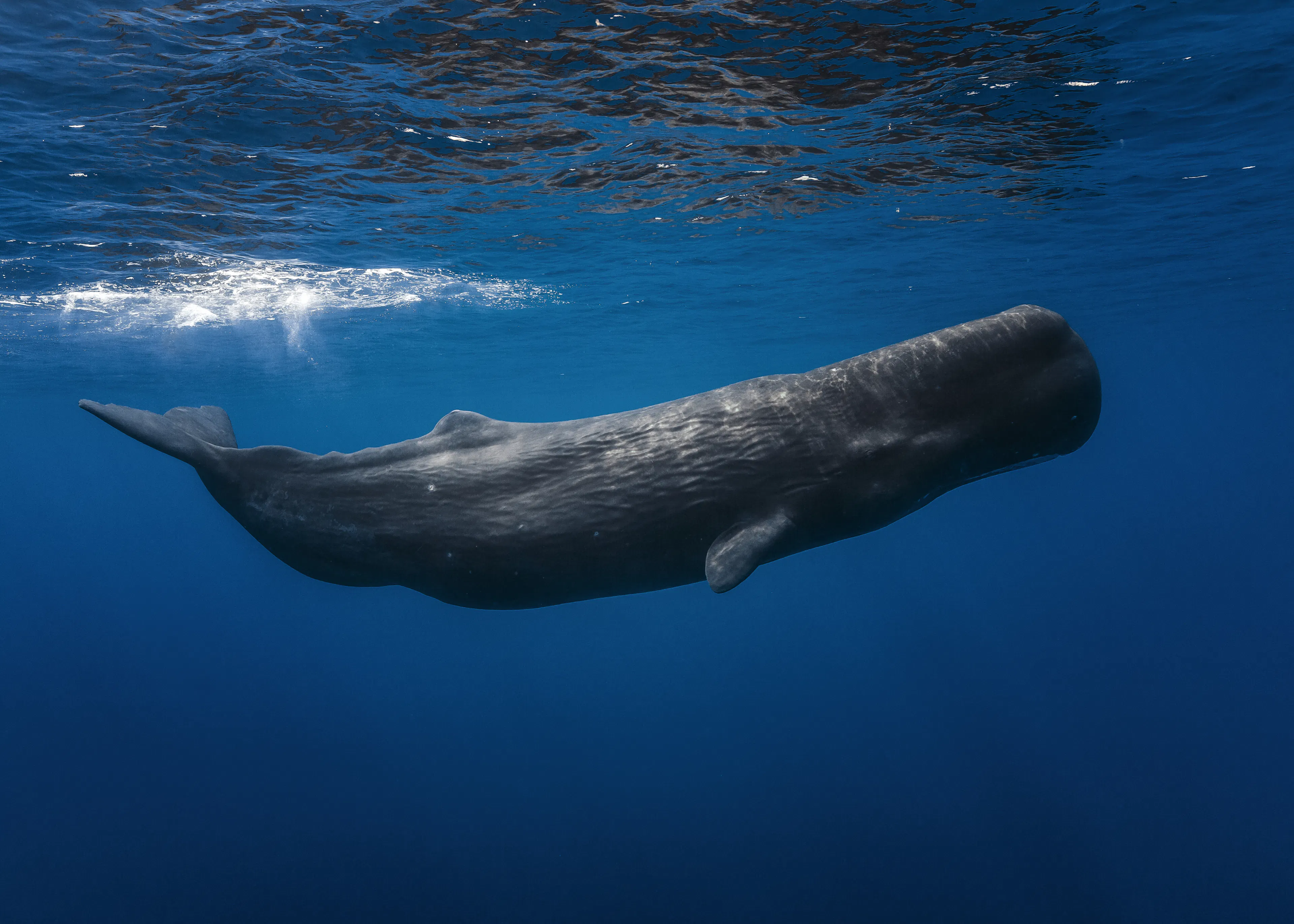 Ocean Giant Poster 0