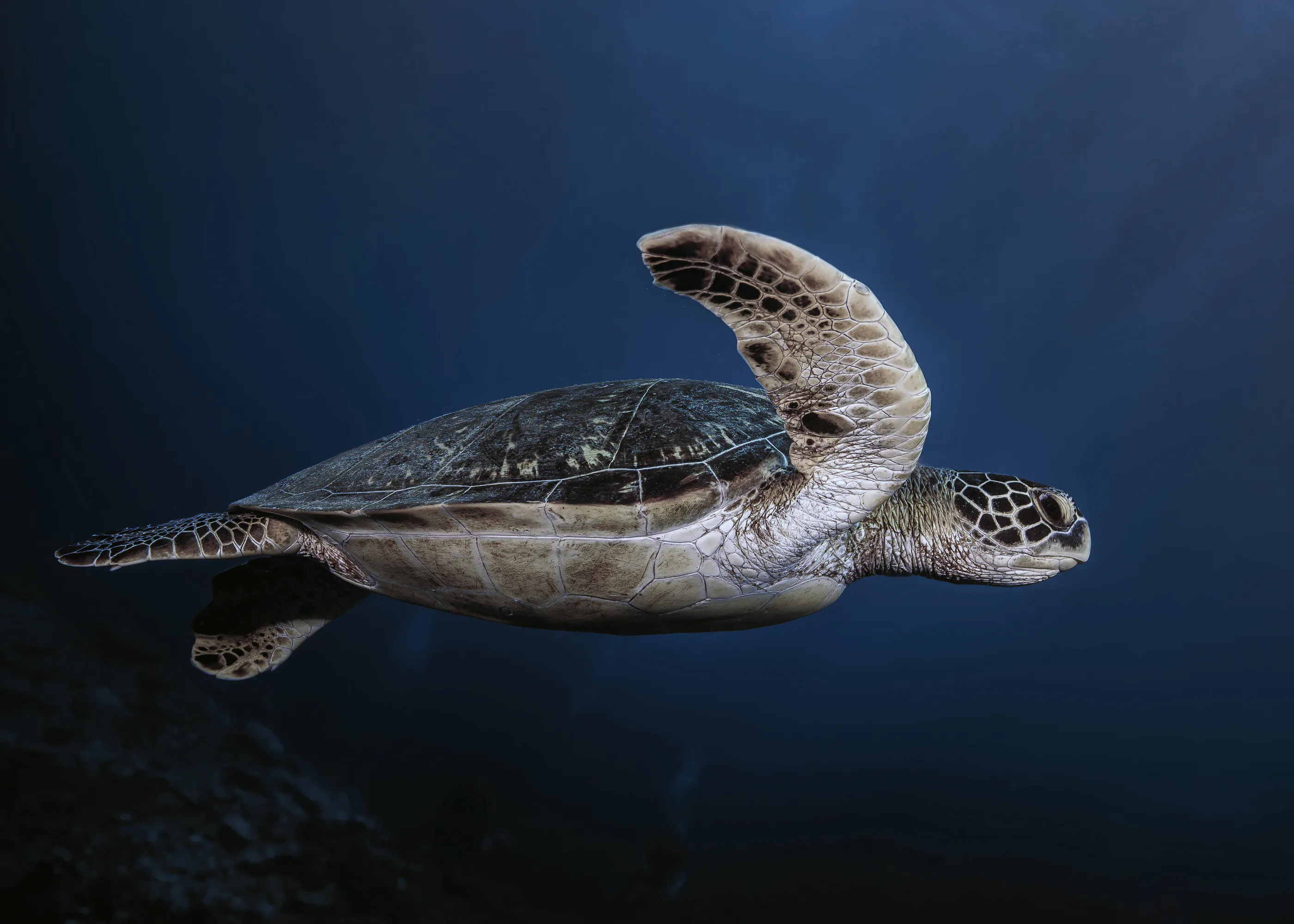 Serenidad del Océano Azul Marino Póster 0