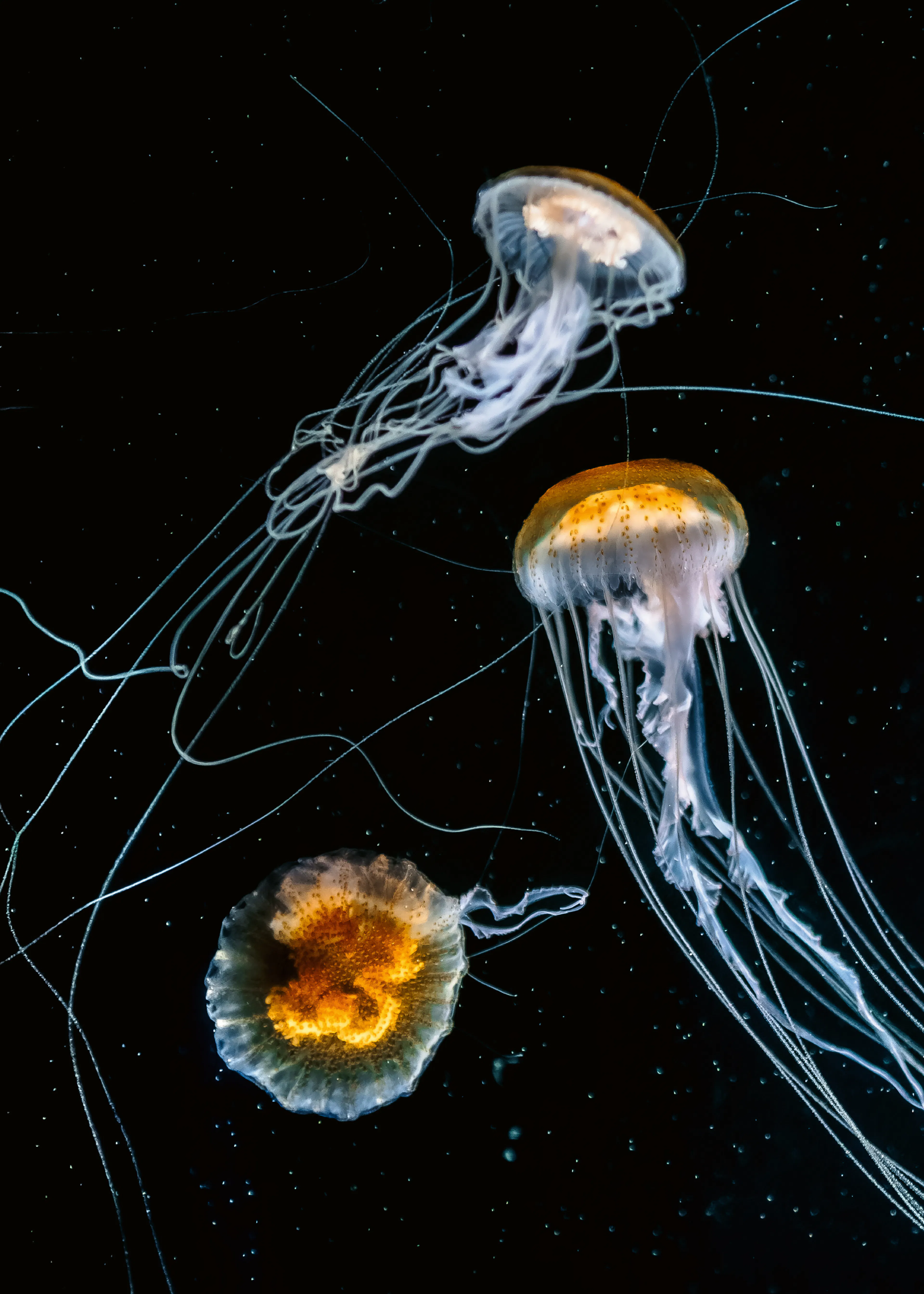 Glowing Jellyfish Poster 0