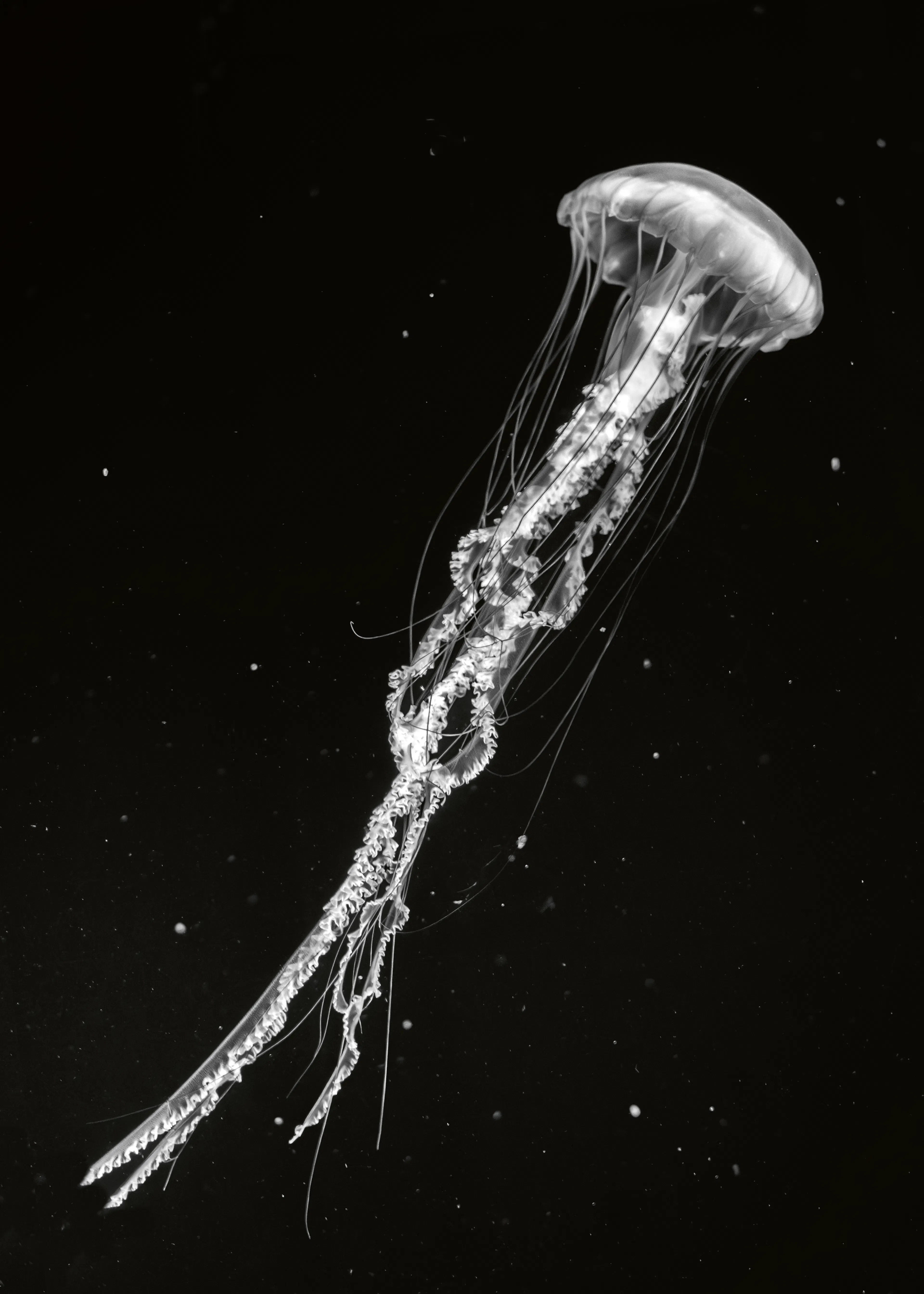 Ghost Jellyfish Poster 0