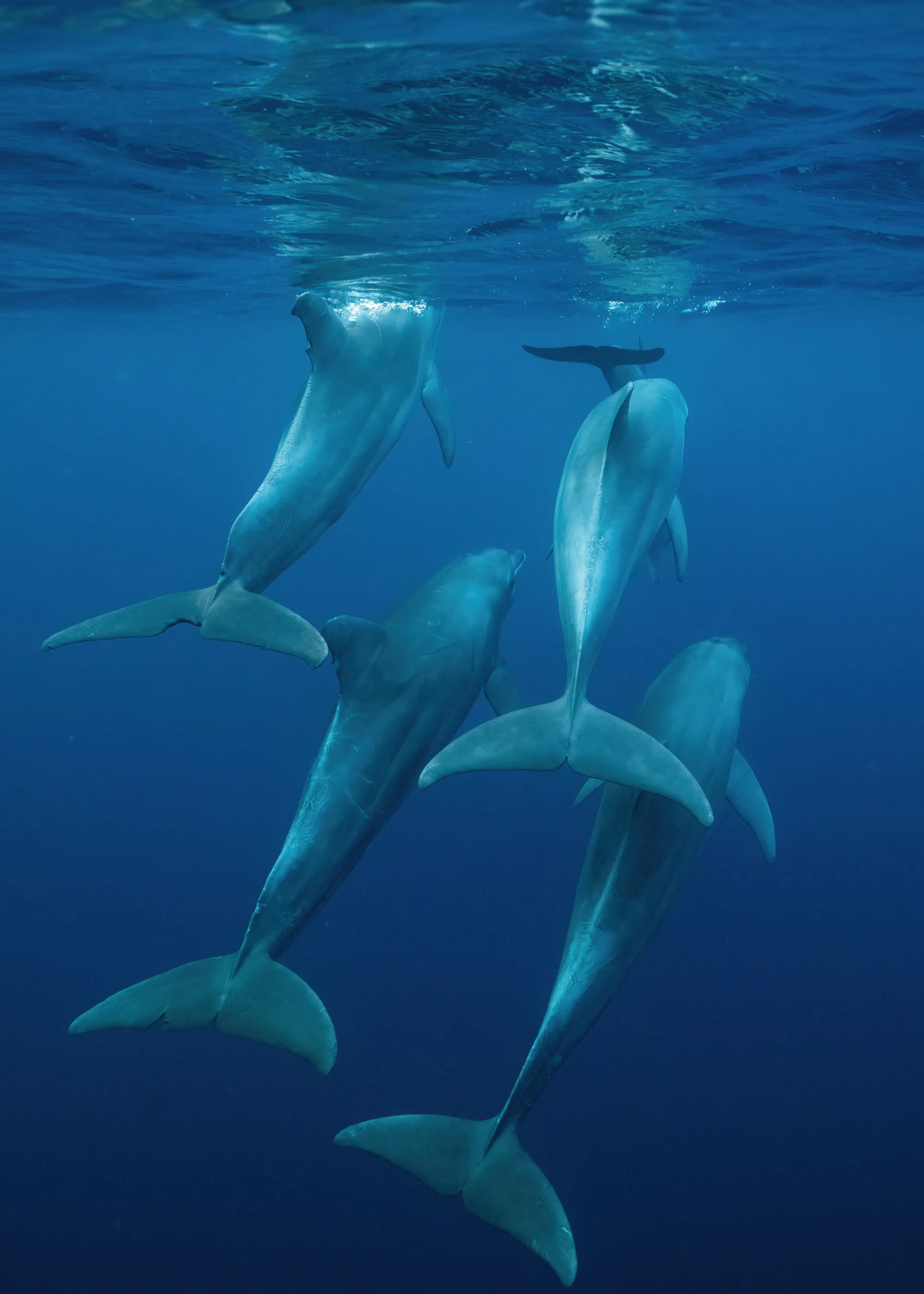 Underwater Harmony Poster 0