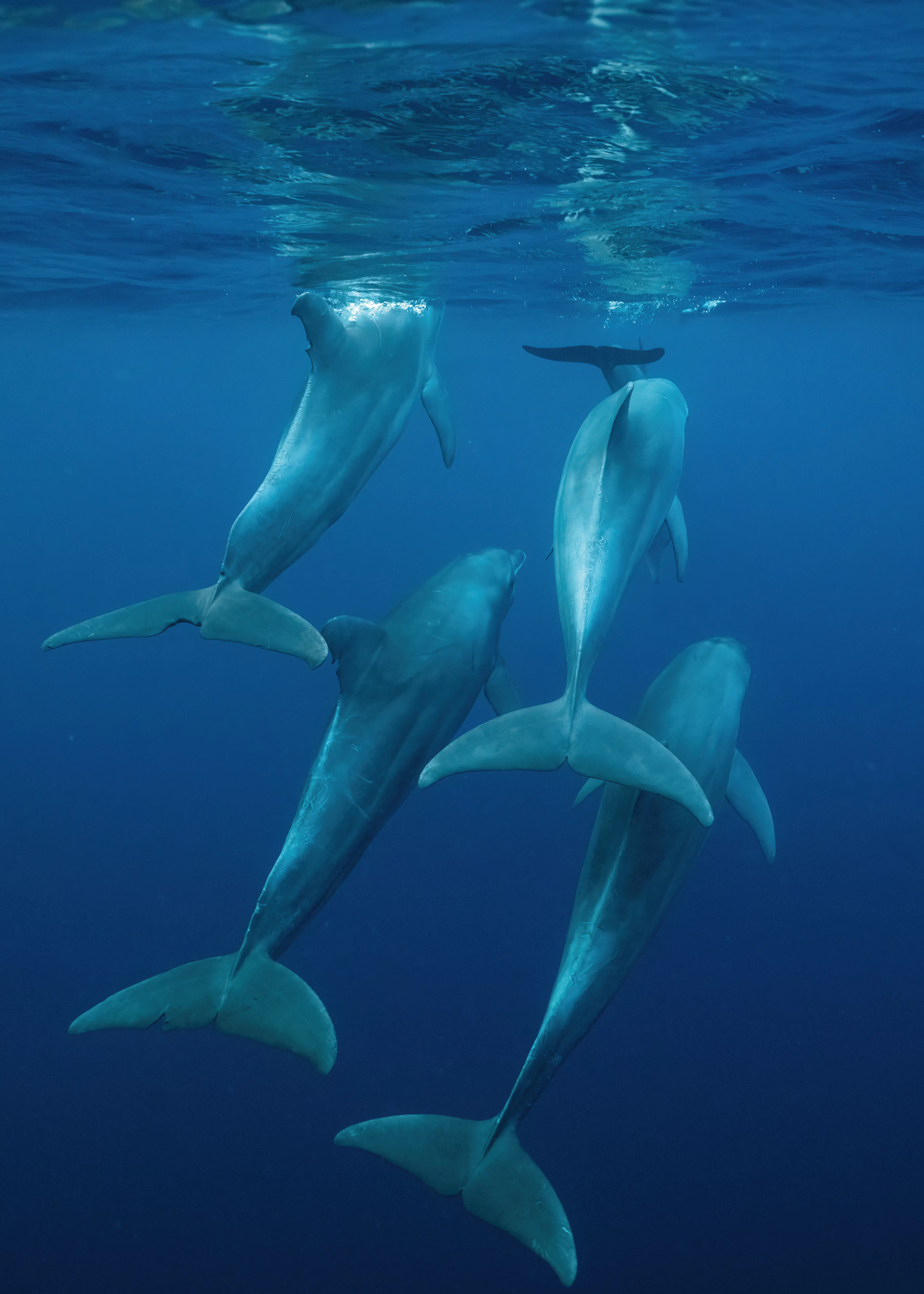 Underwater Harmony Poster 0