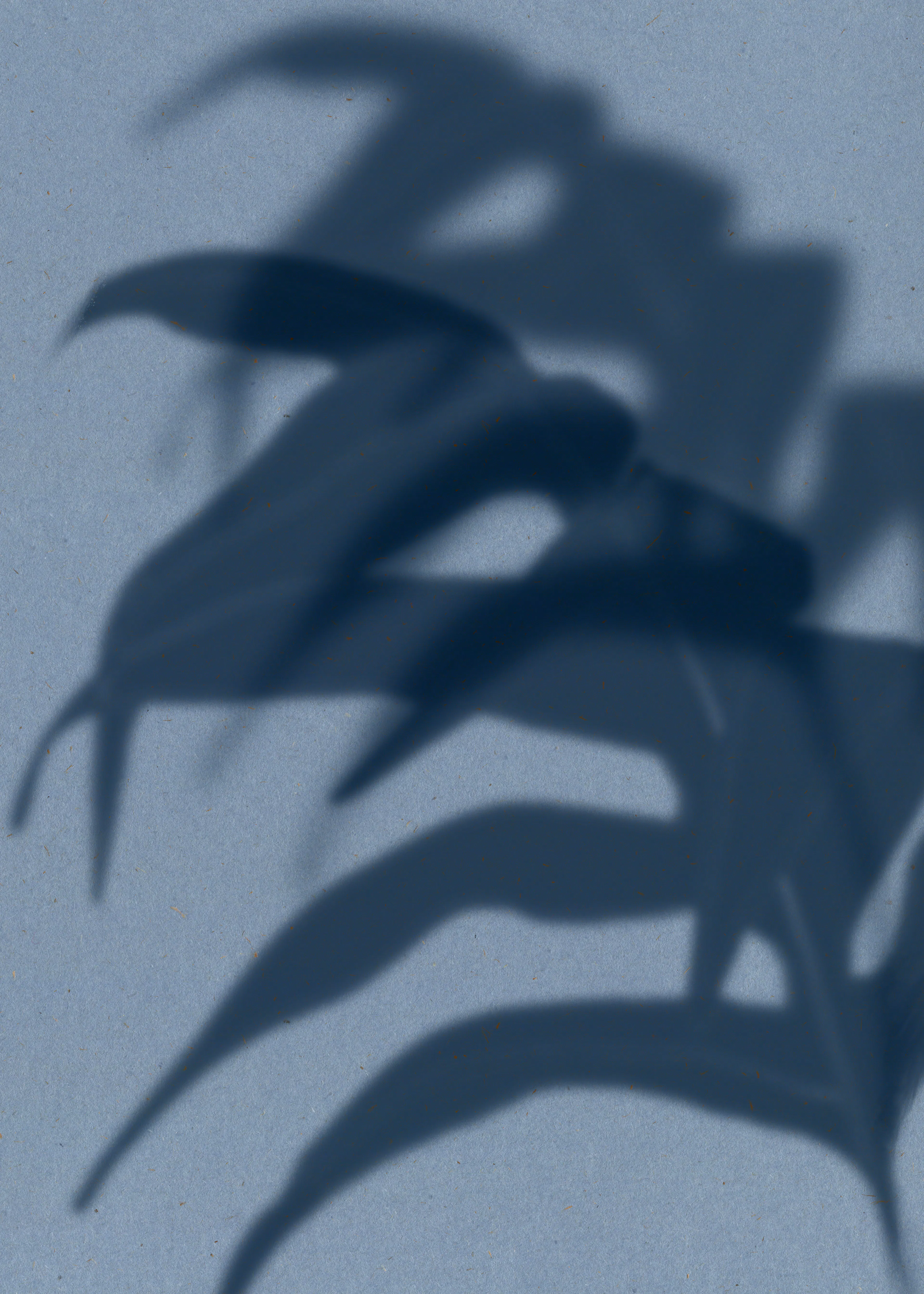 Shaded Leaves Poster 0