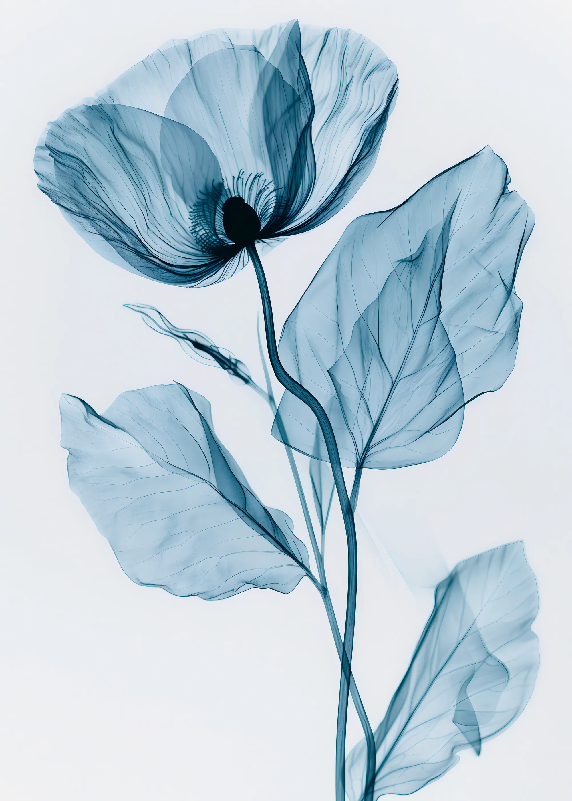 Élégance Florale Lumière Bleue Poster 0