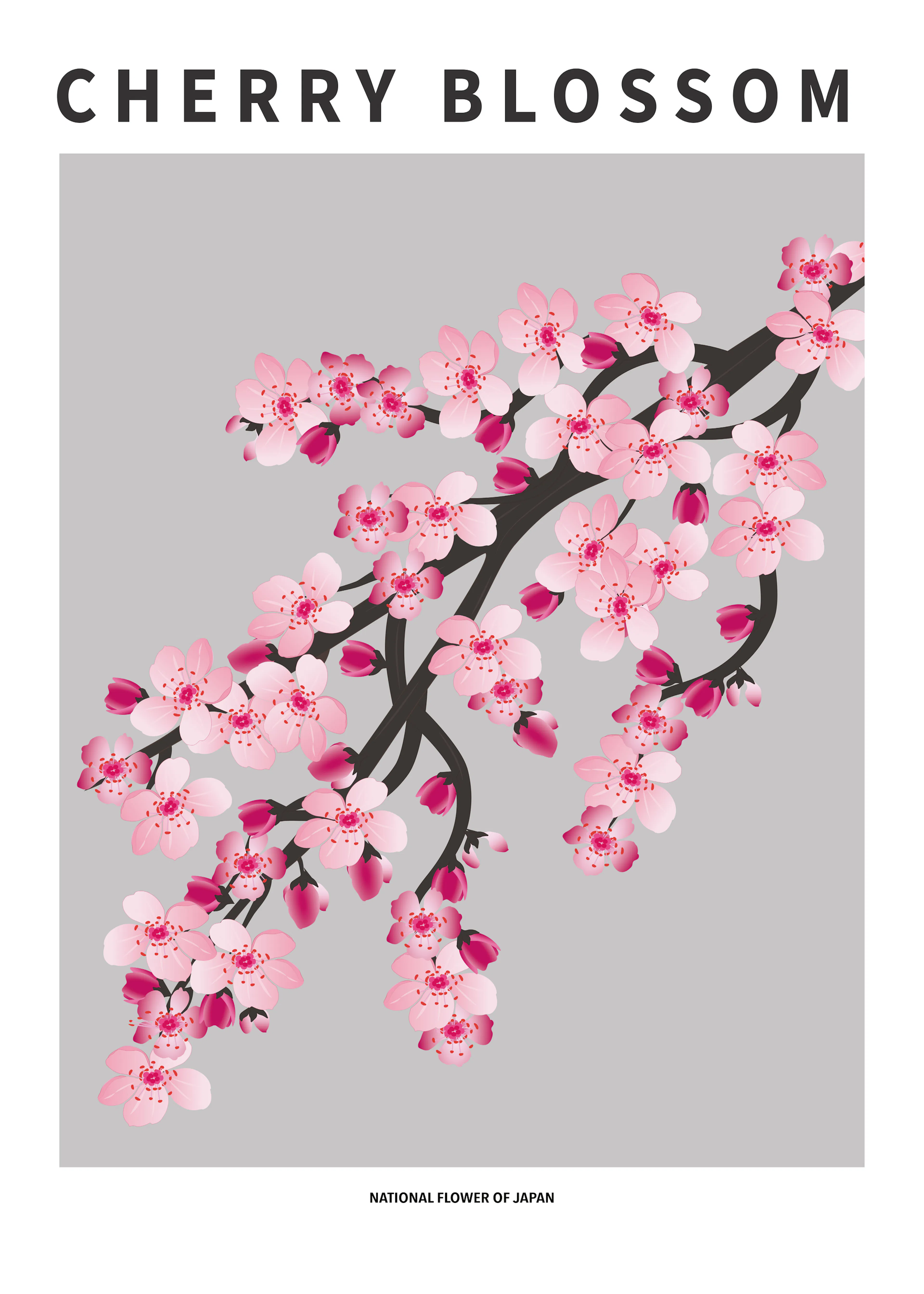 Soft Pink Cherry Blossom Poster 0
