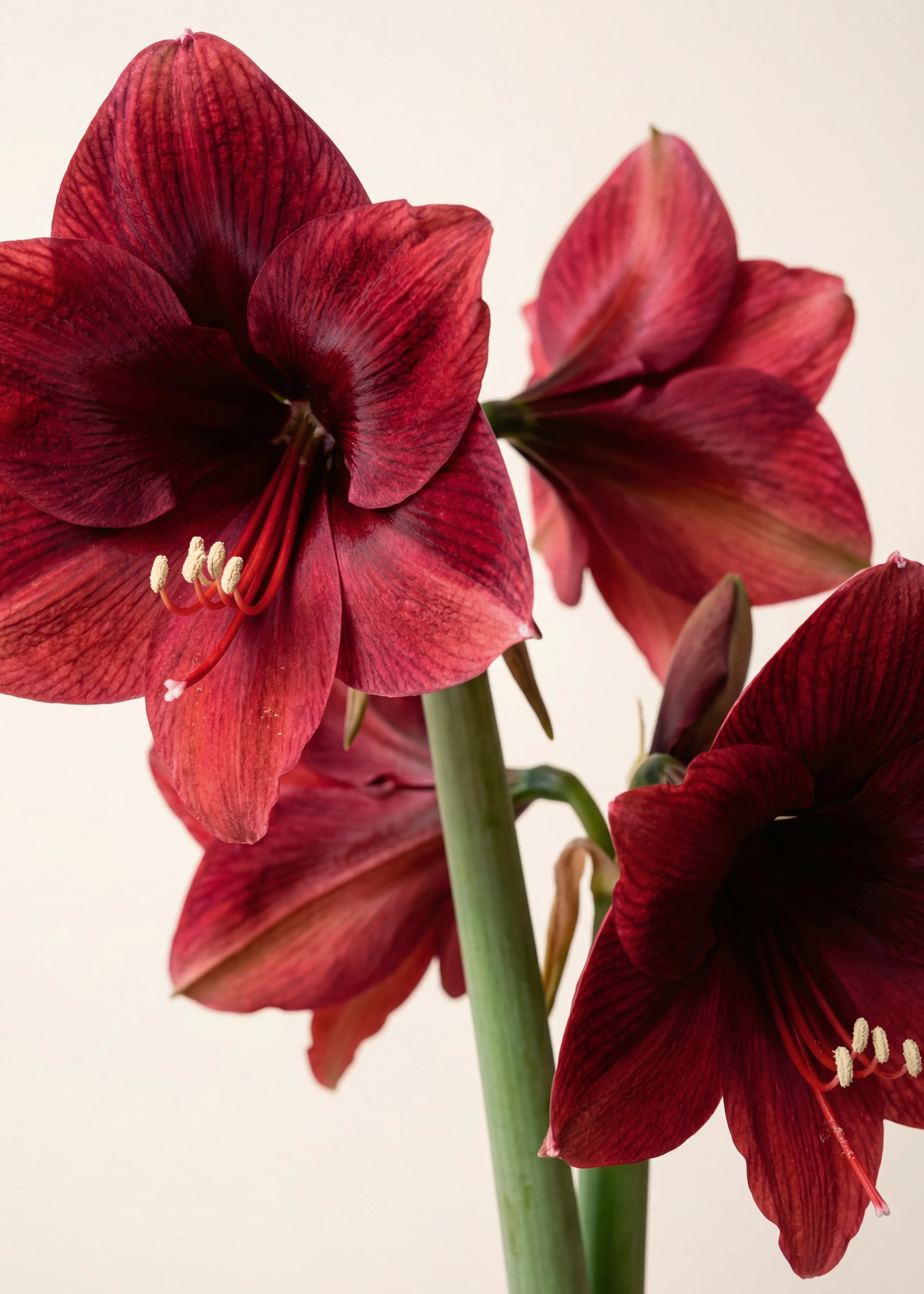 Deep Red Amaryllis Poster 0