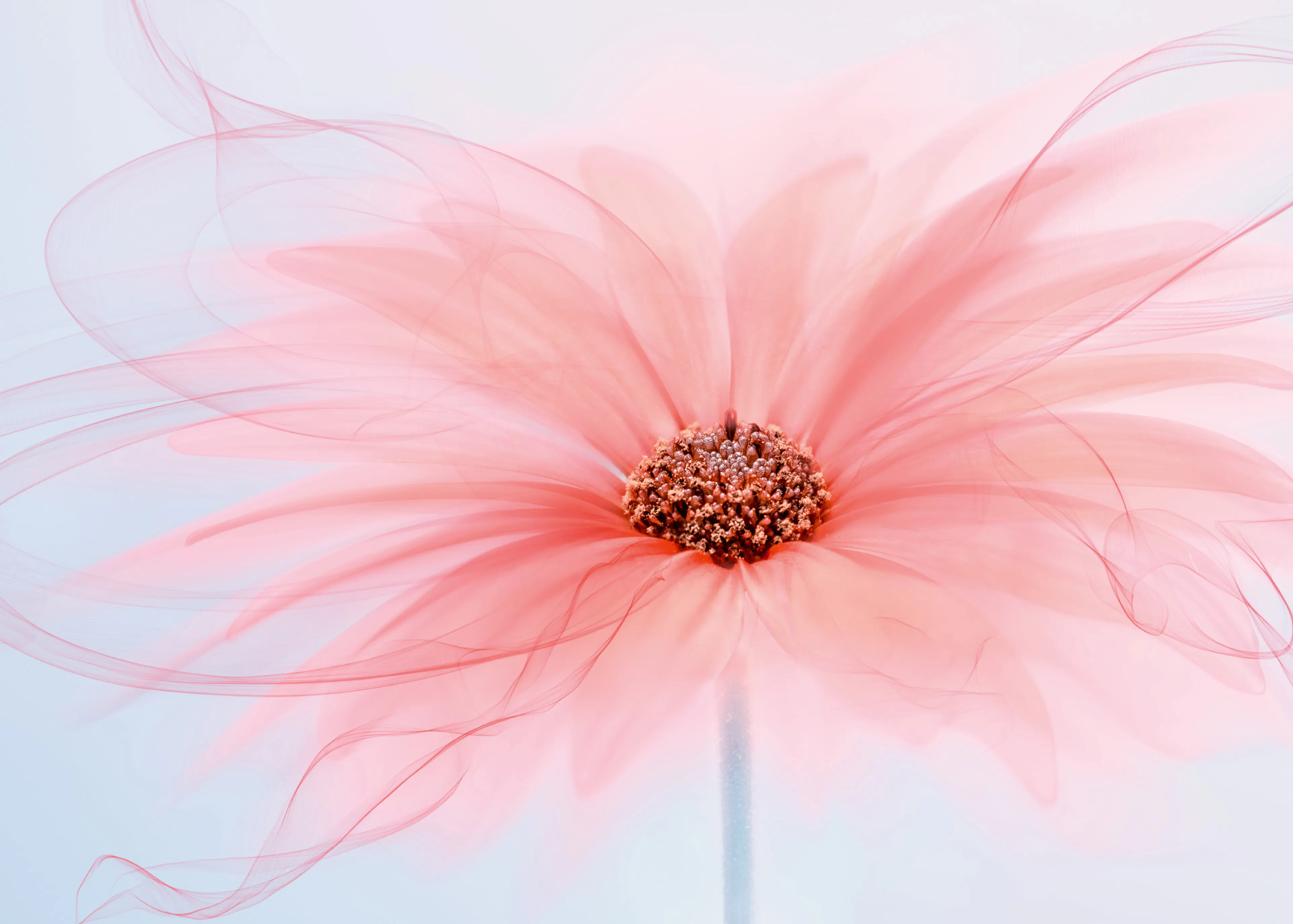 Pink Ethereal Bloom Poster 0