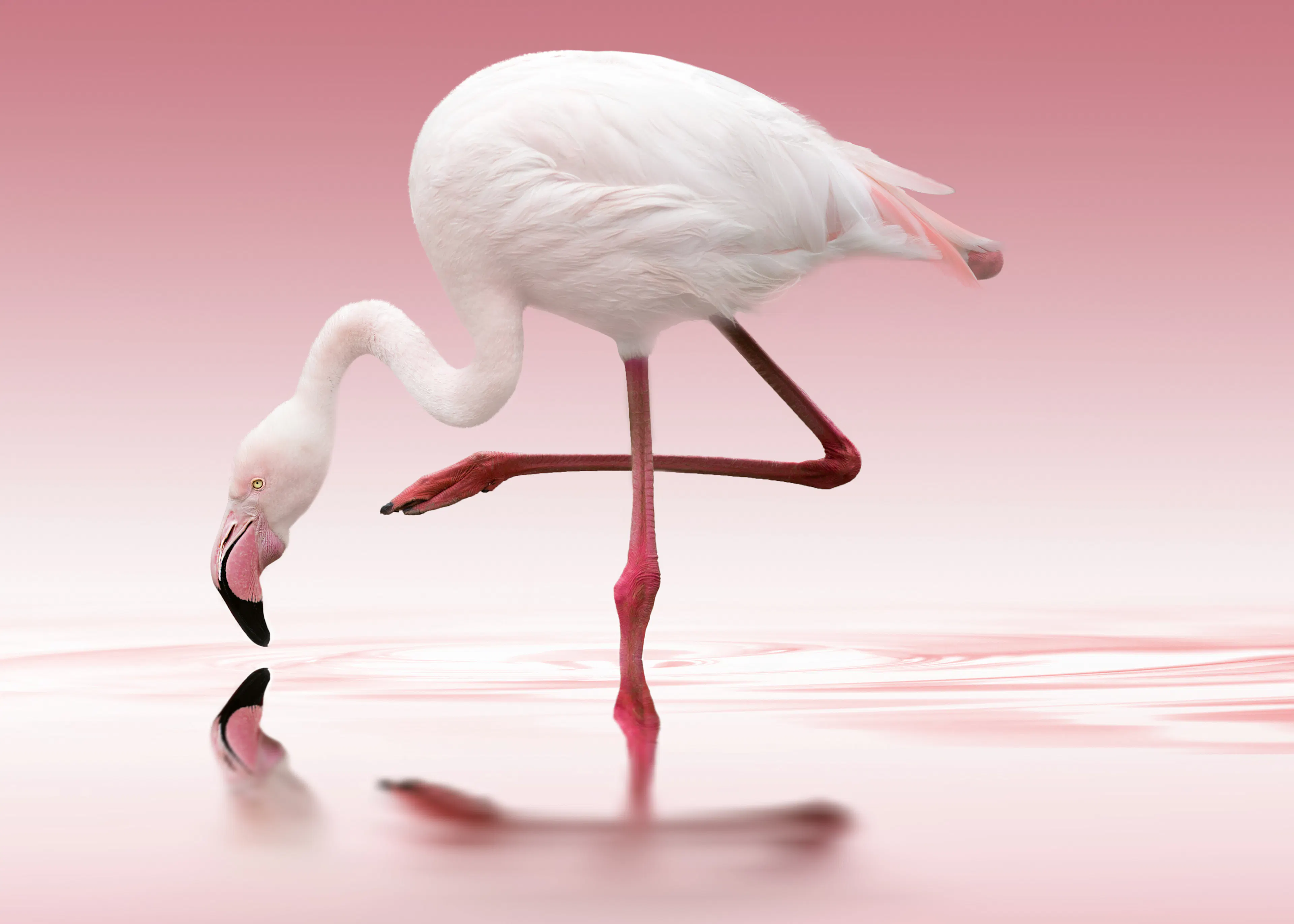 Tyylikäs Flamingo Juliste 0