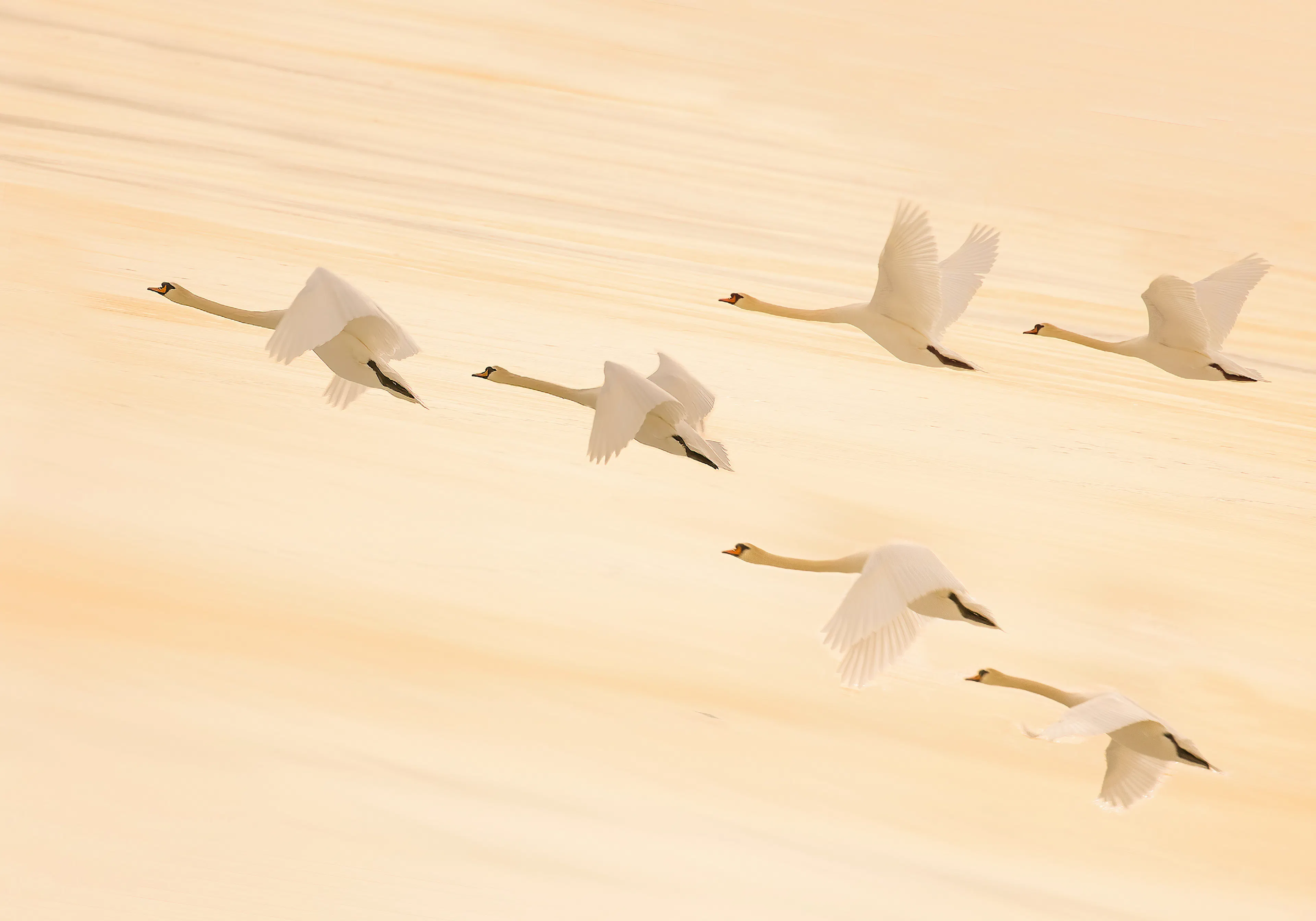 Product image: 1