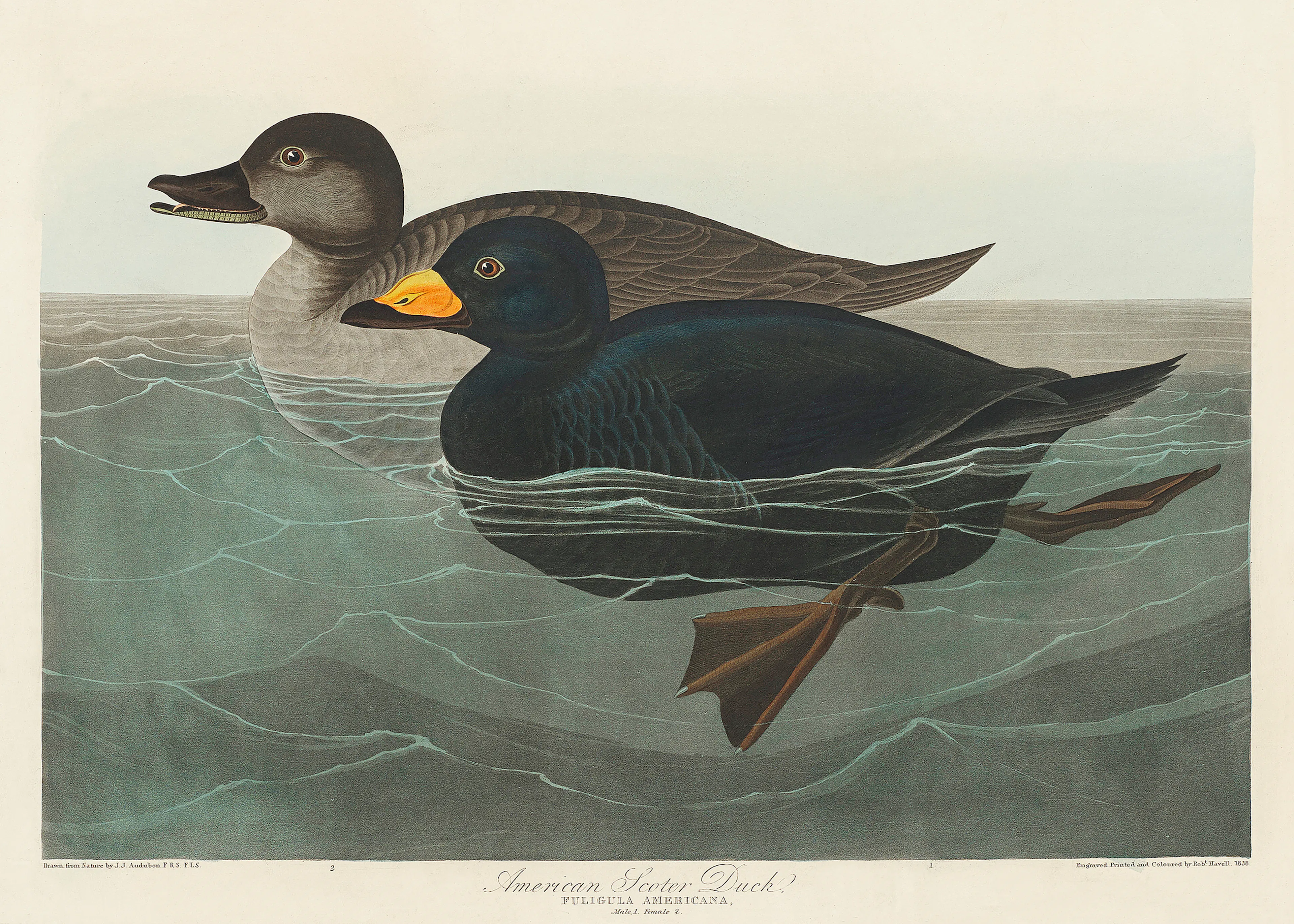 Black Scoter Poster 0