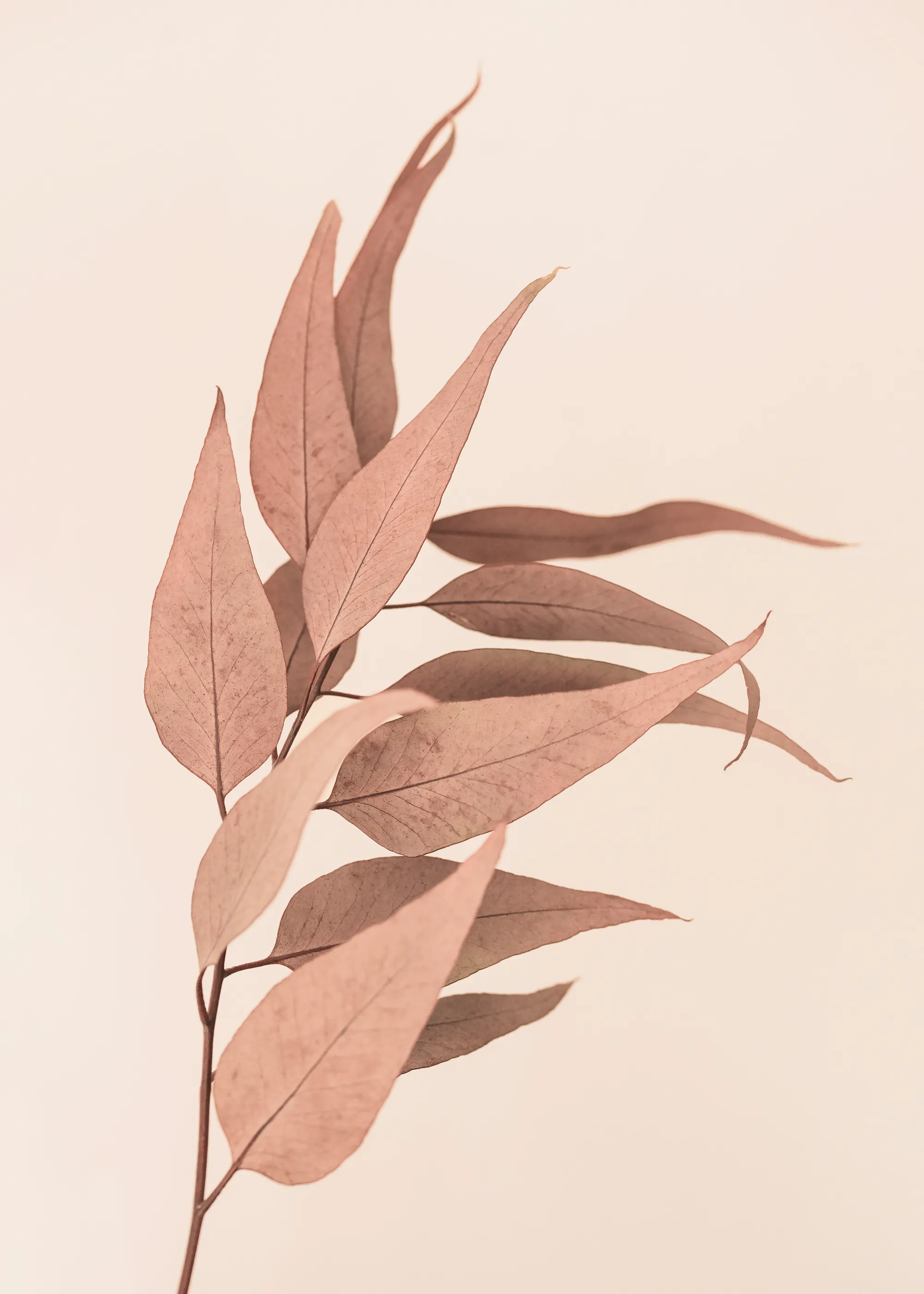 Blush Minimalist Leaf Poster 0