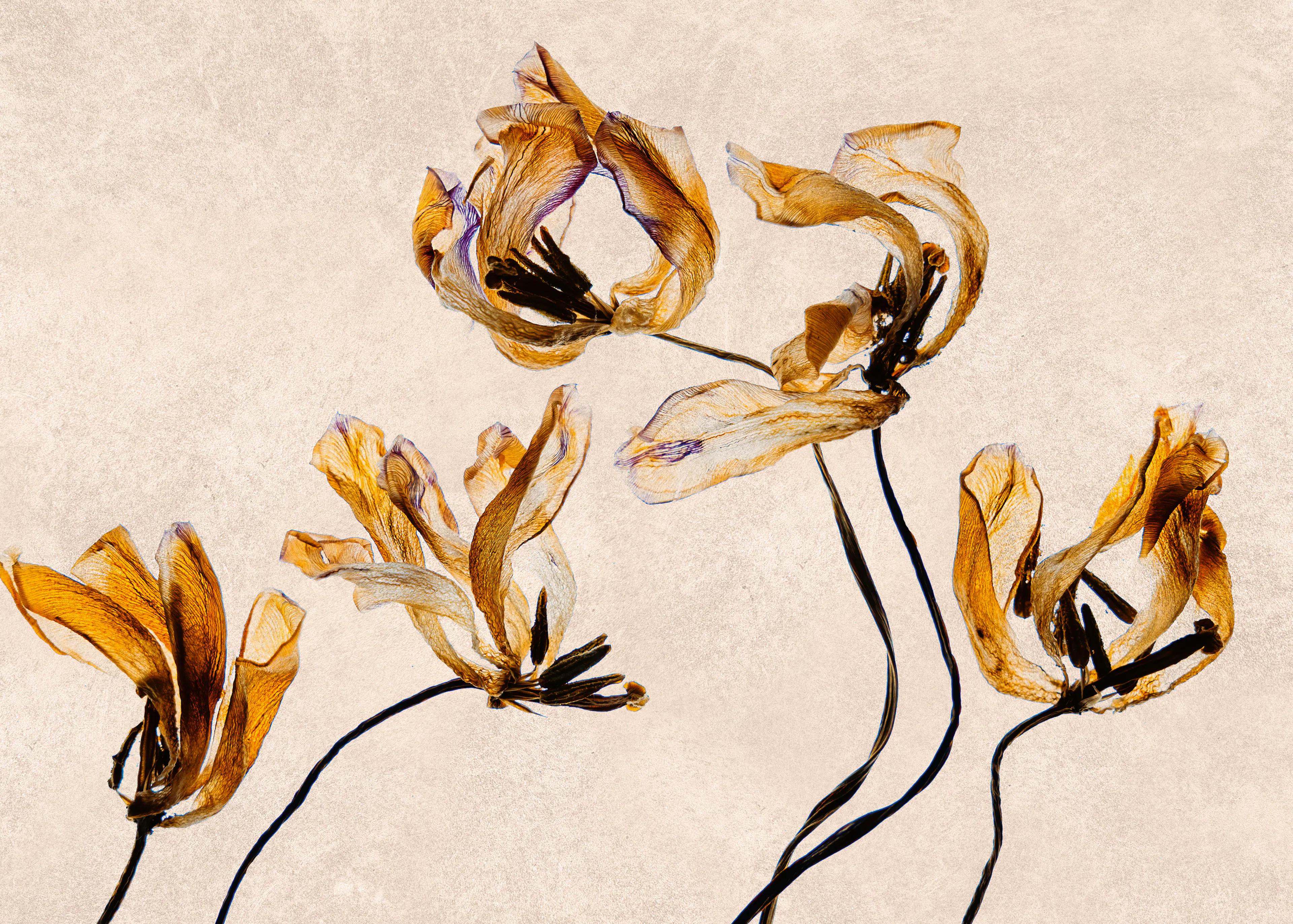 Wilted Elegance Poster 0