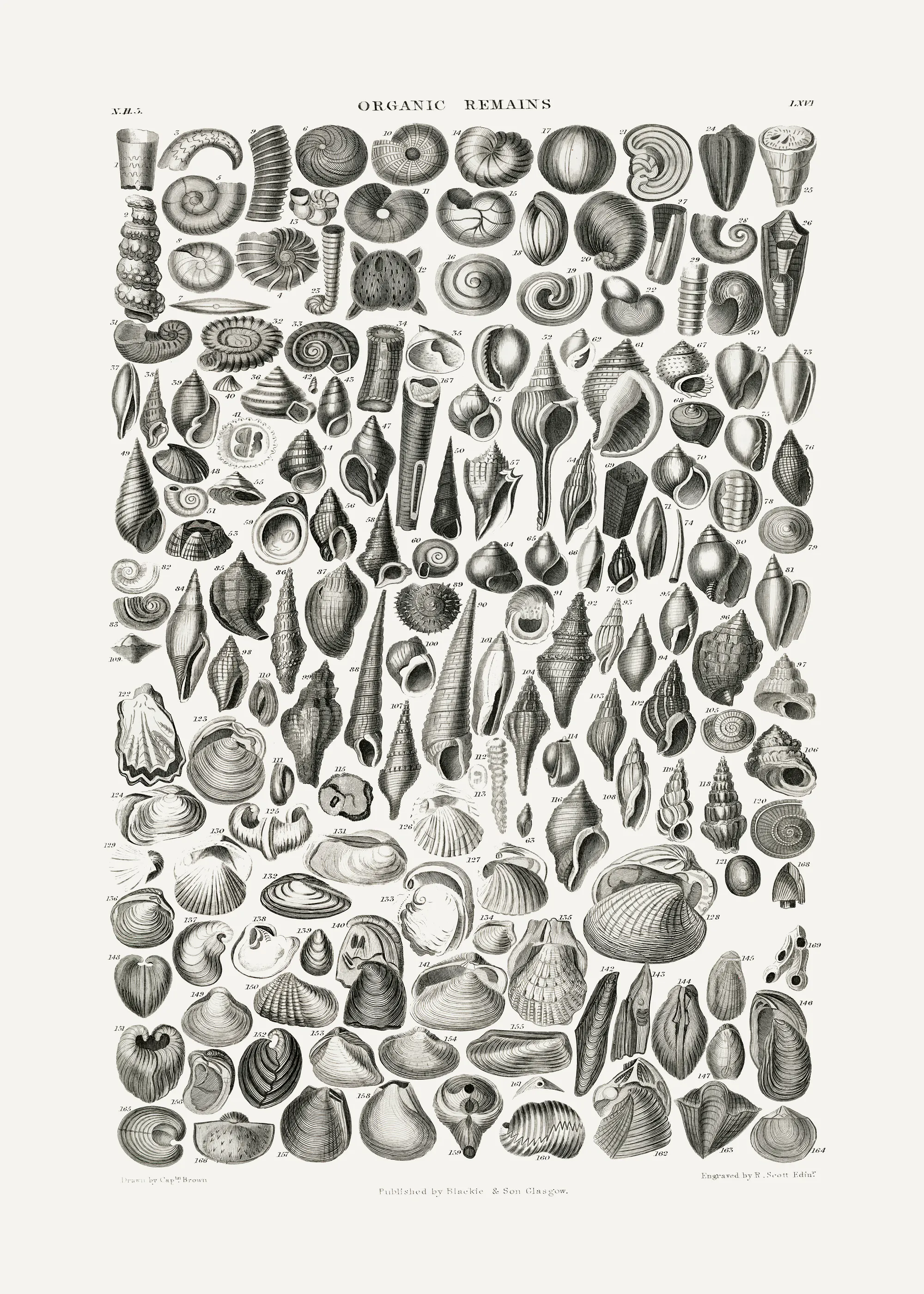 Gray Vintage Seashells Poster 0