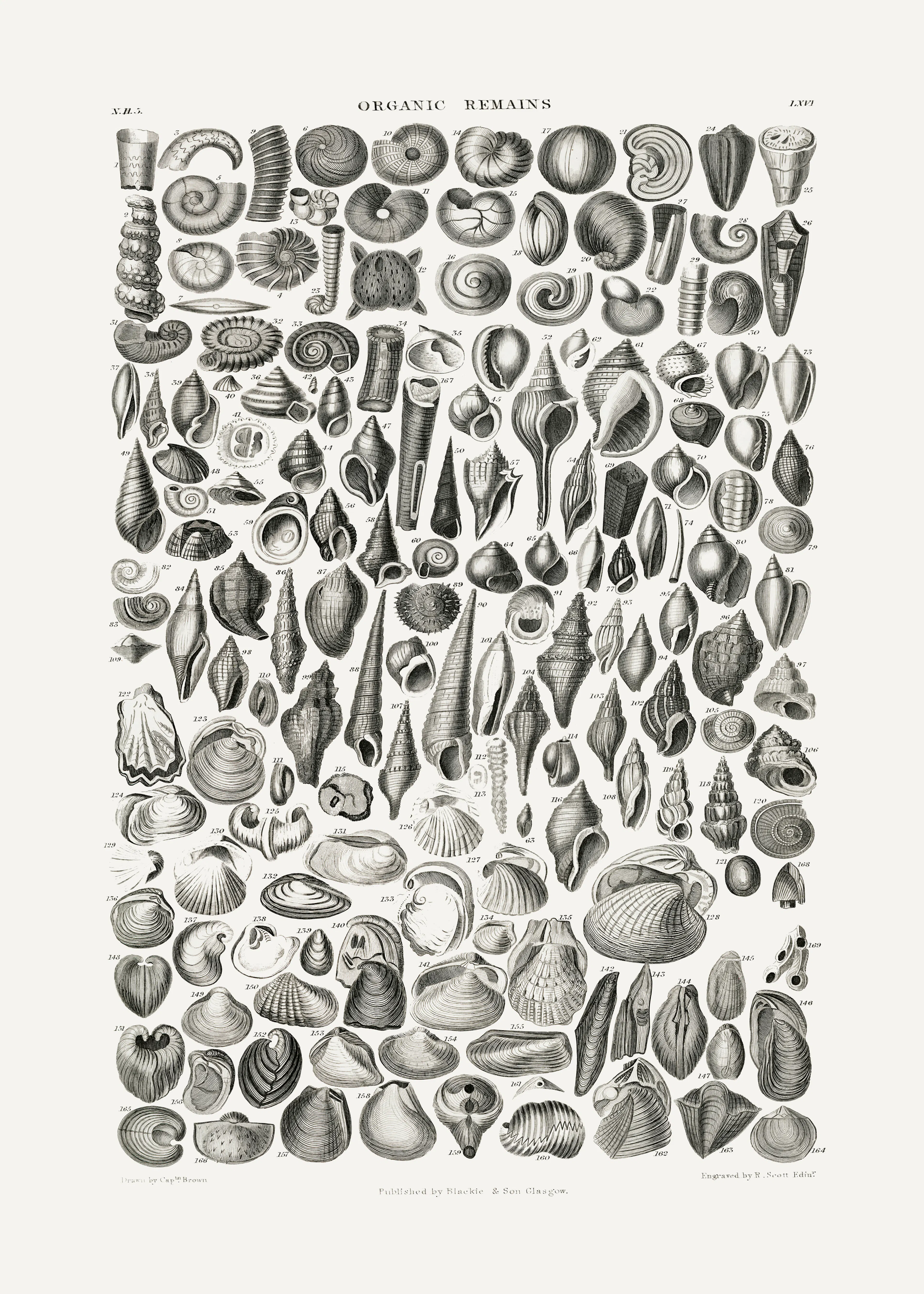 Gray Vintage Seashells Poster 0