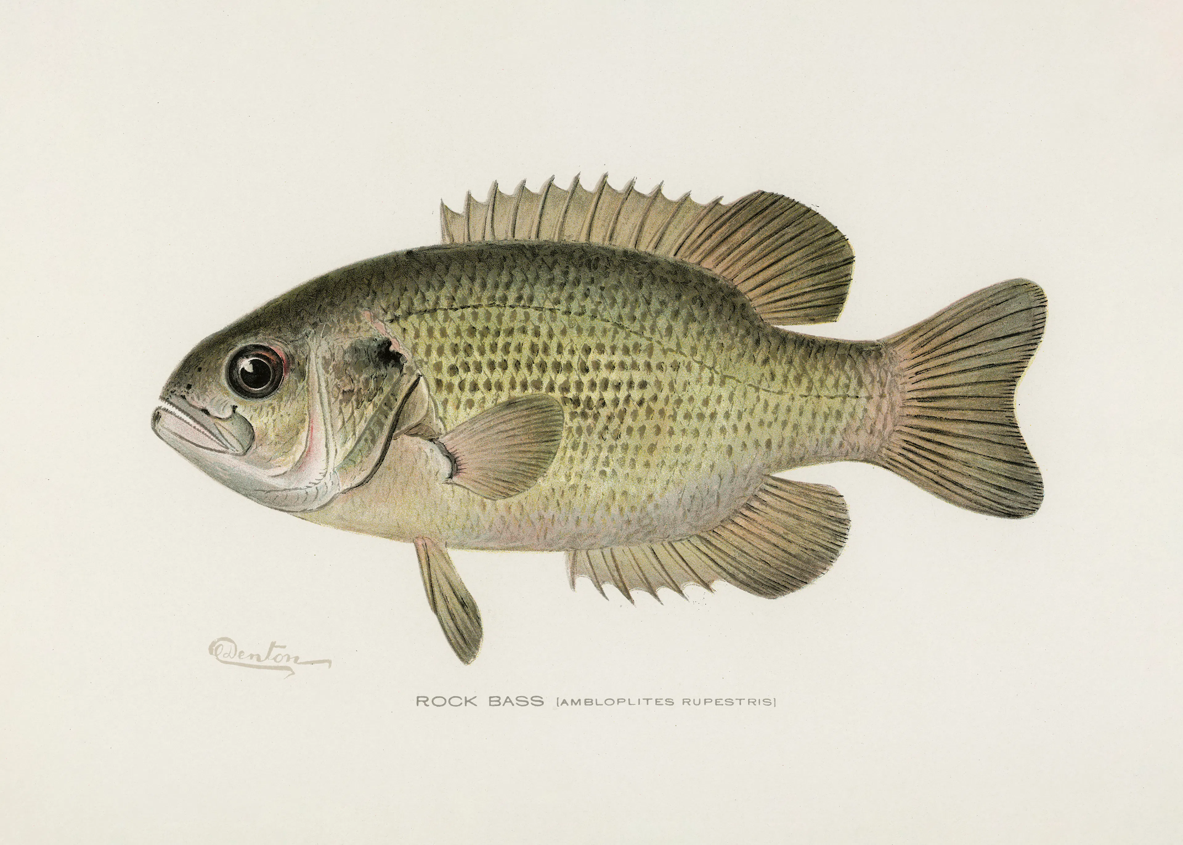 Black Crappie Poster 0
