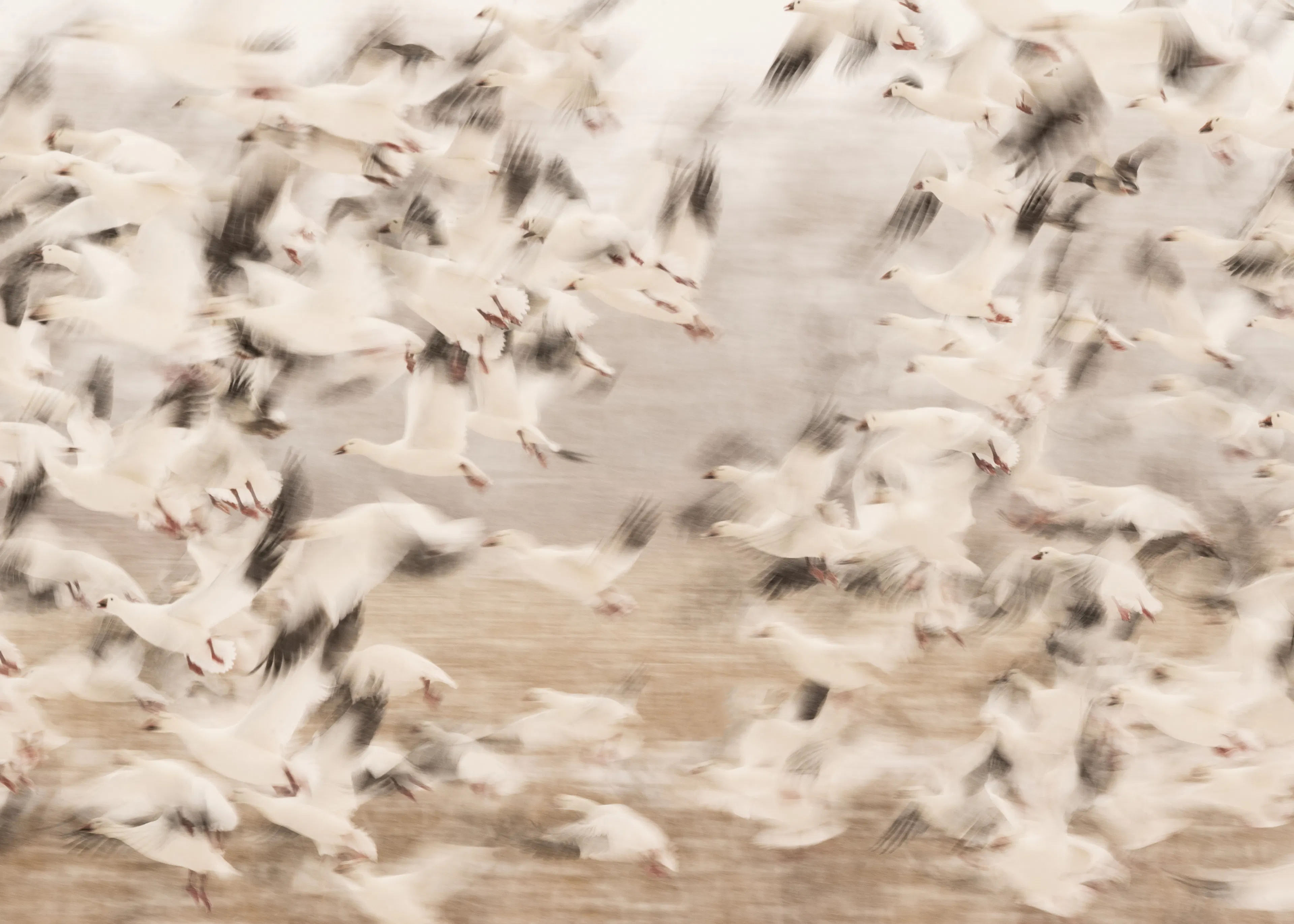 Bird Migration Poster 0