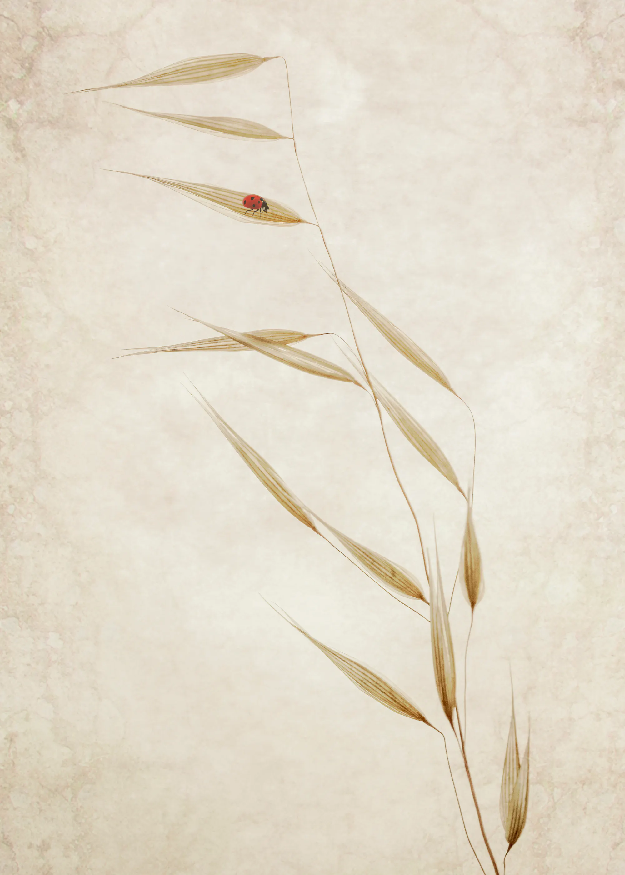 Delicate Grass Poster 0