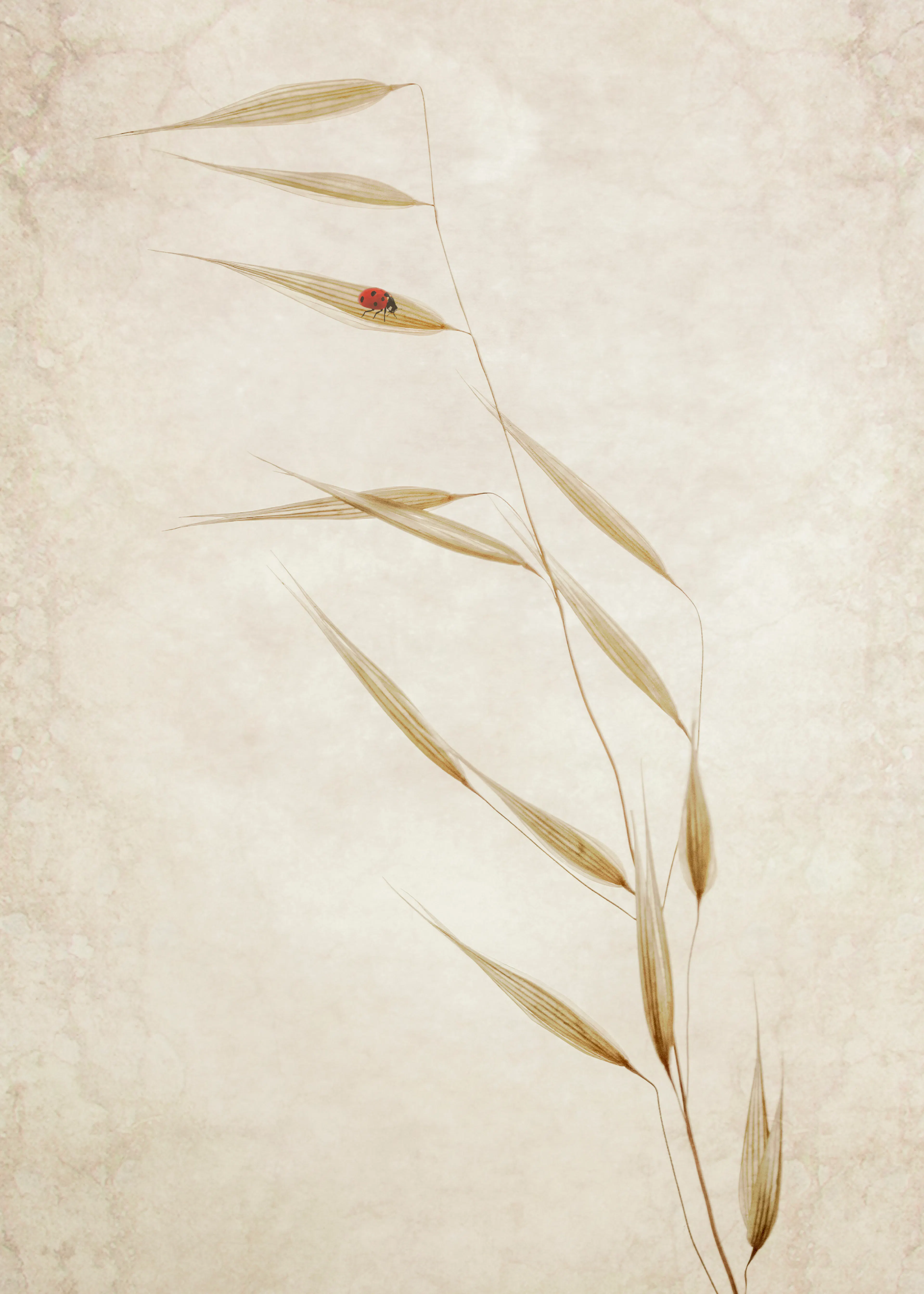 Hierba Delicada Póster 0