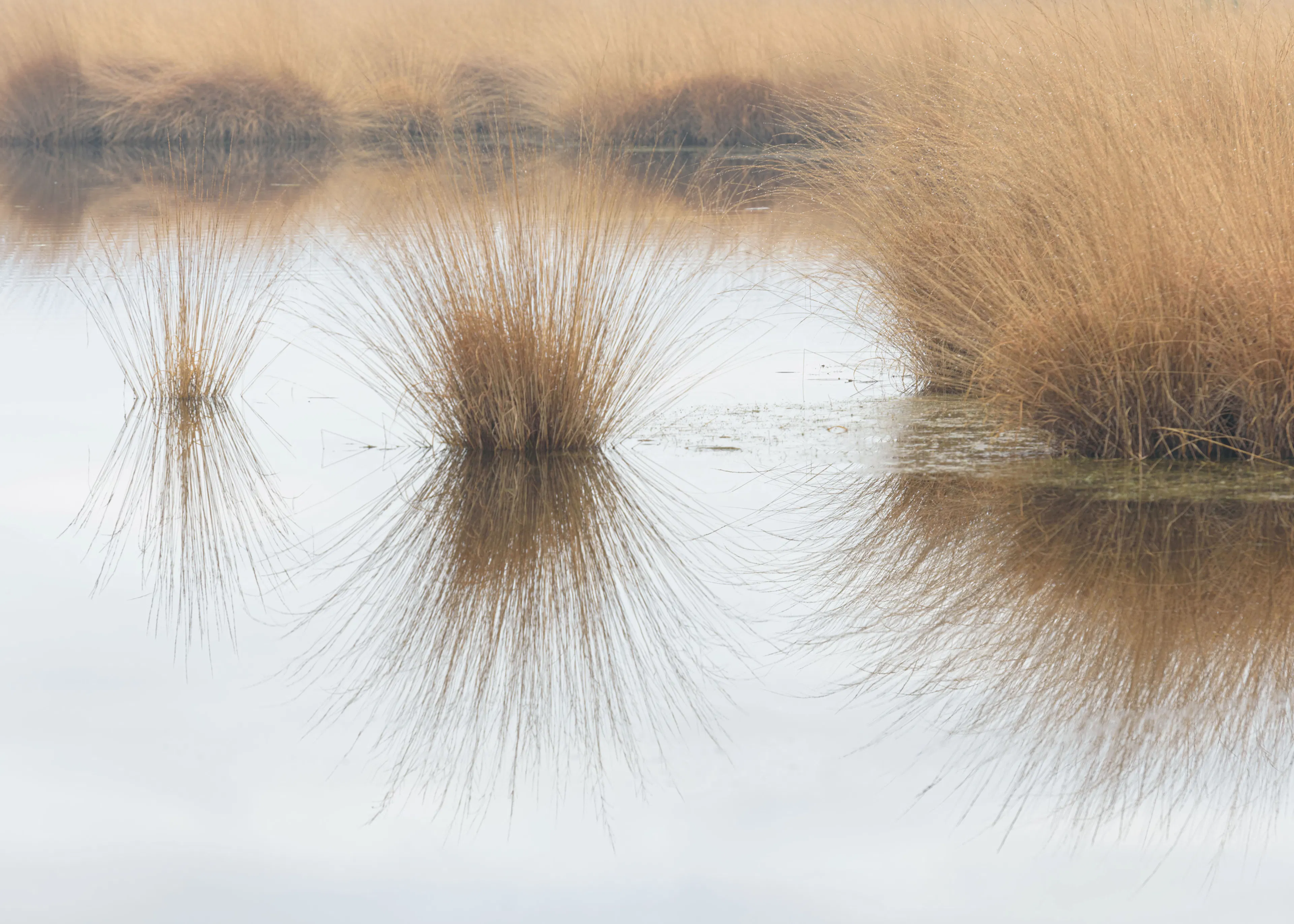 Serene Marsh Poster 0
