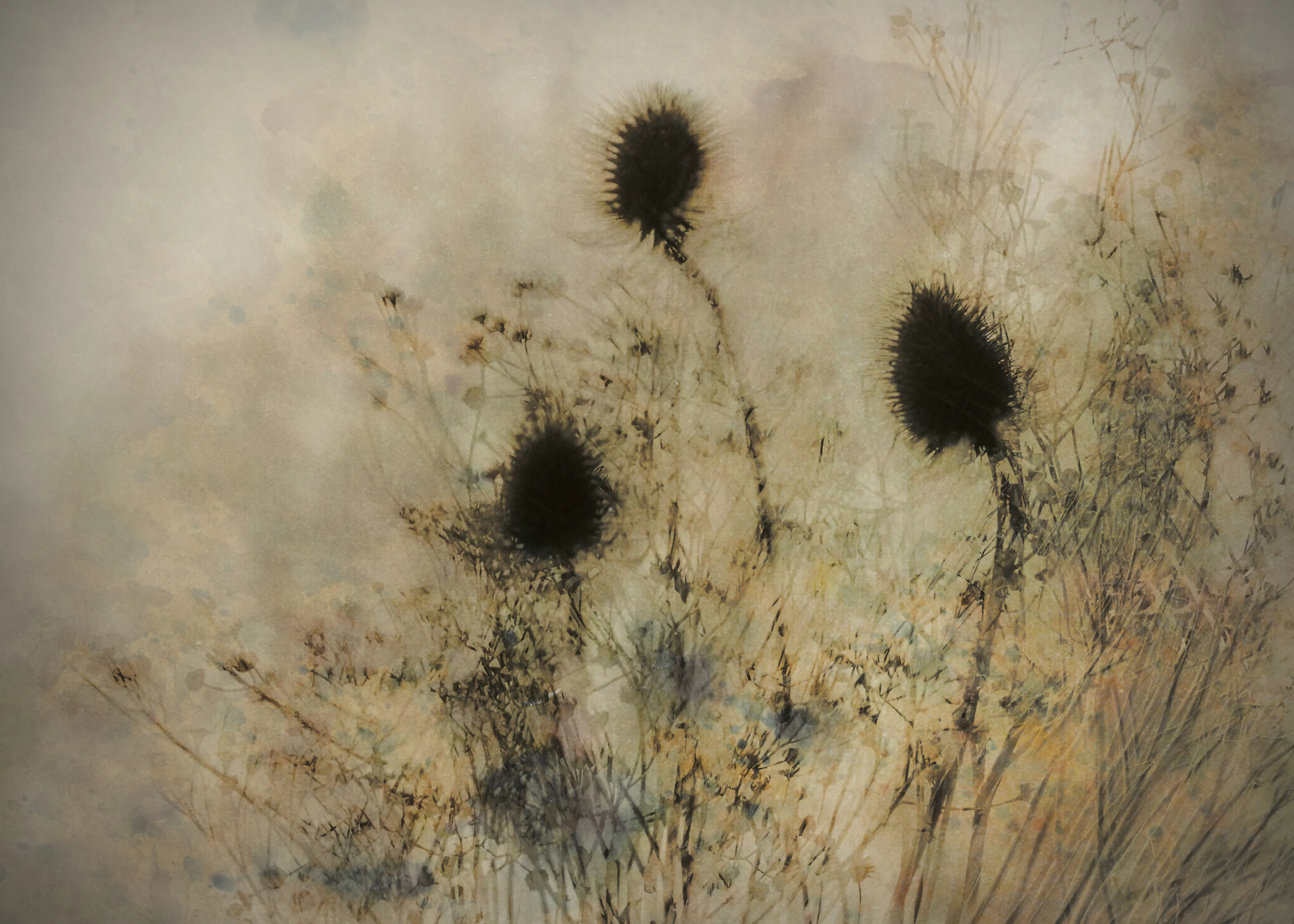Ethereal Thistles Poster 0
