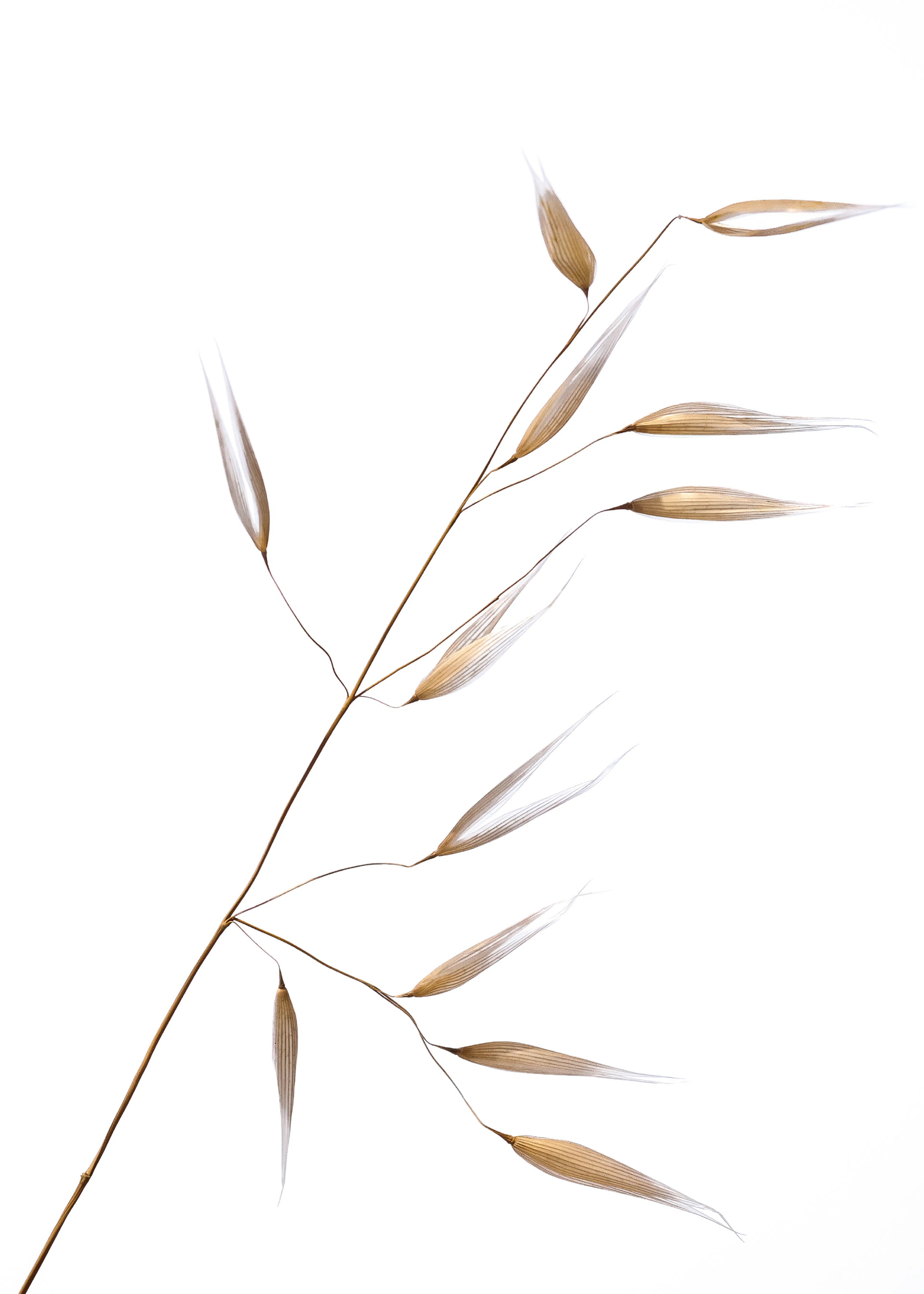 Delicate Oats Poster 0