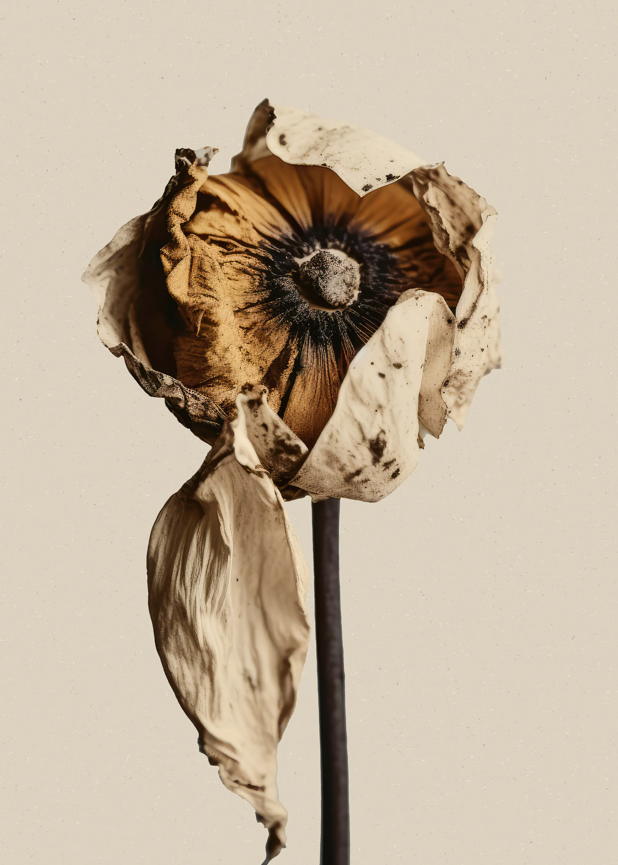 Withered Beauty Poster 0