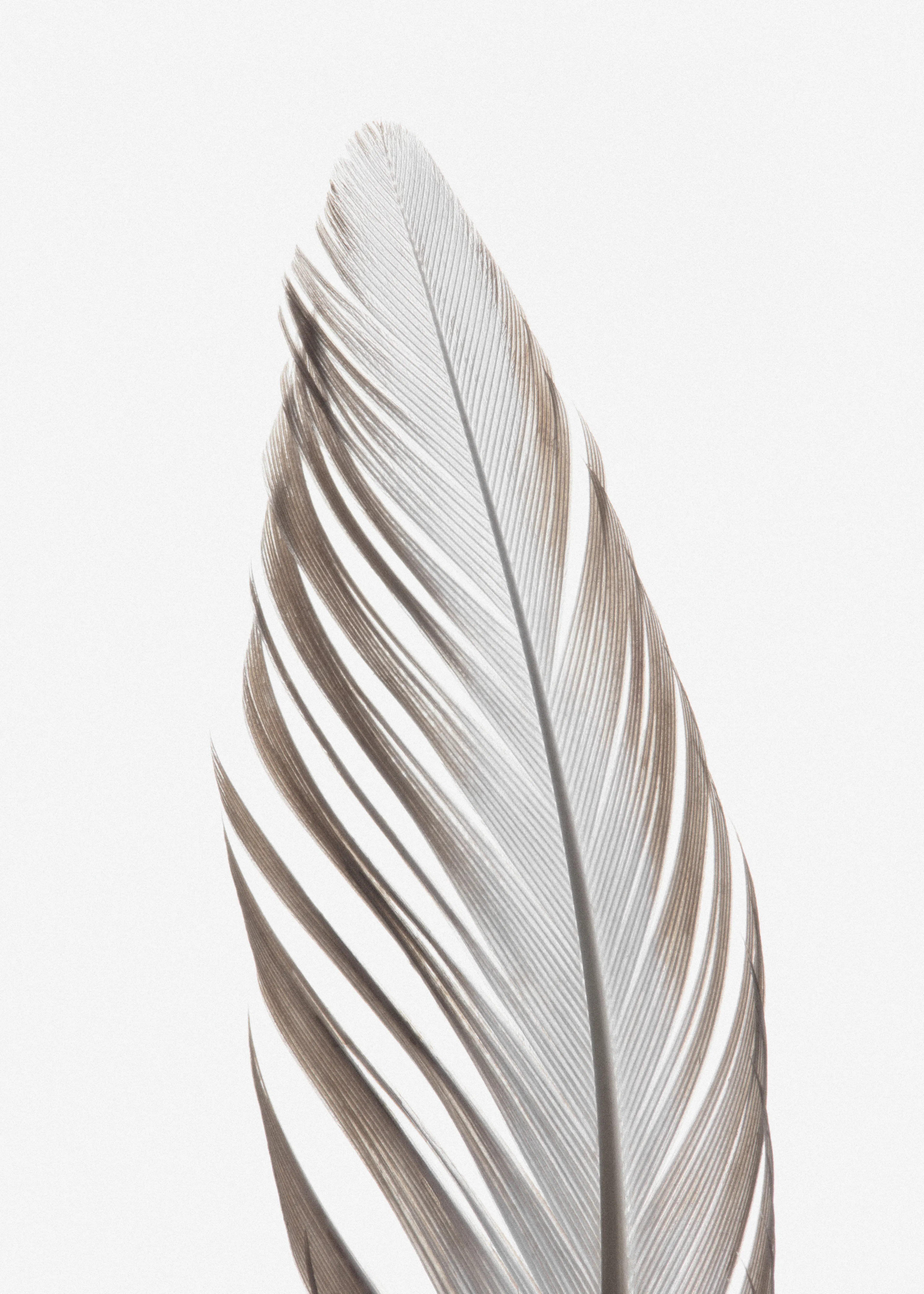 Pluma Elegante Póster 0