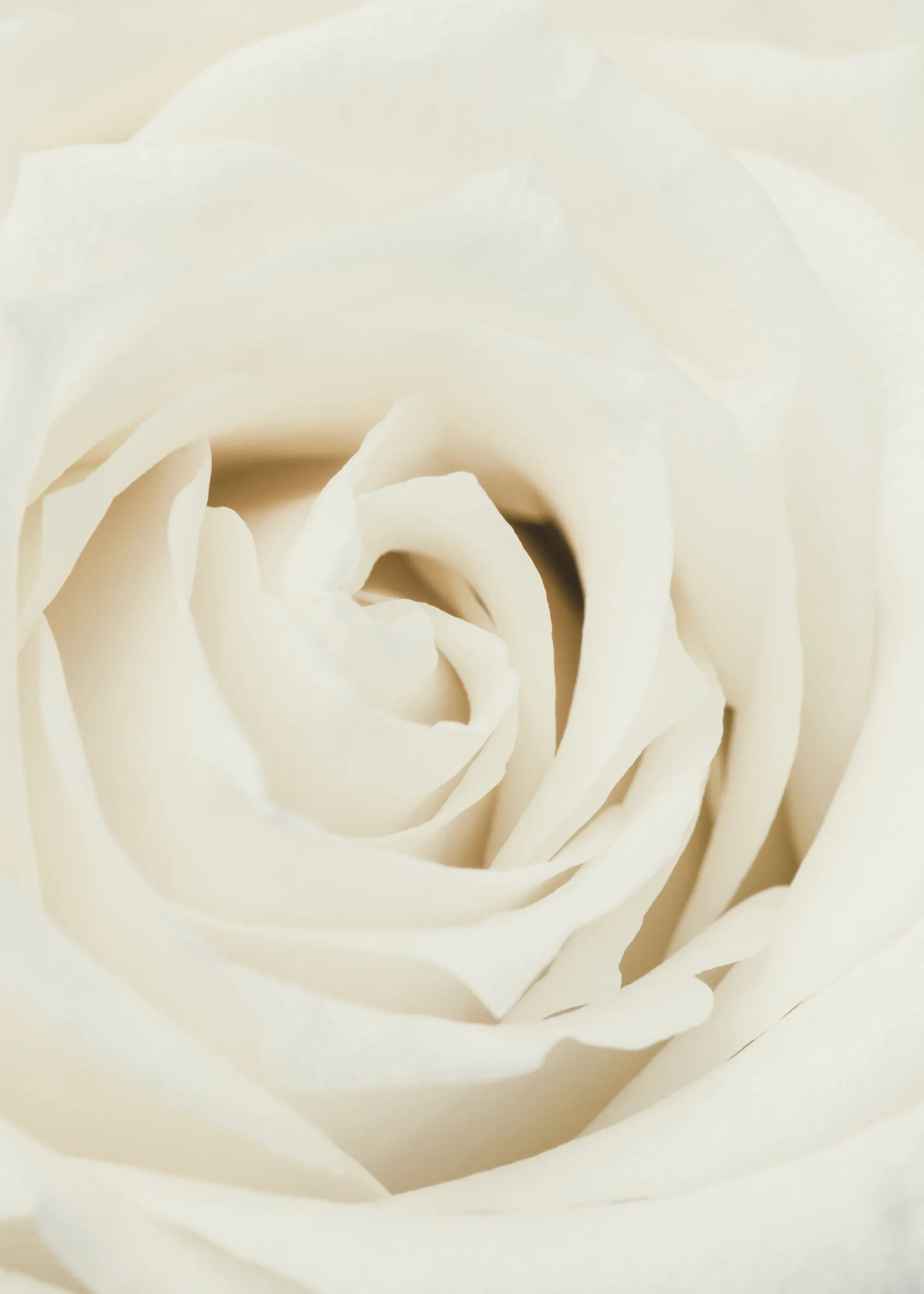 Pure Elegance Plakat 0